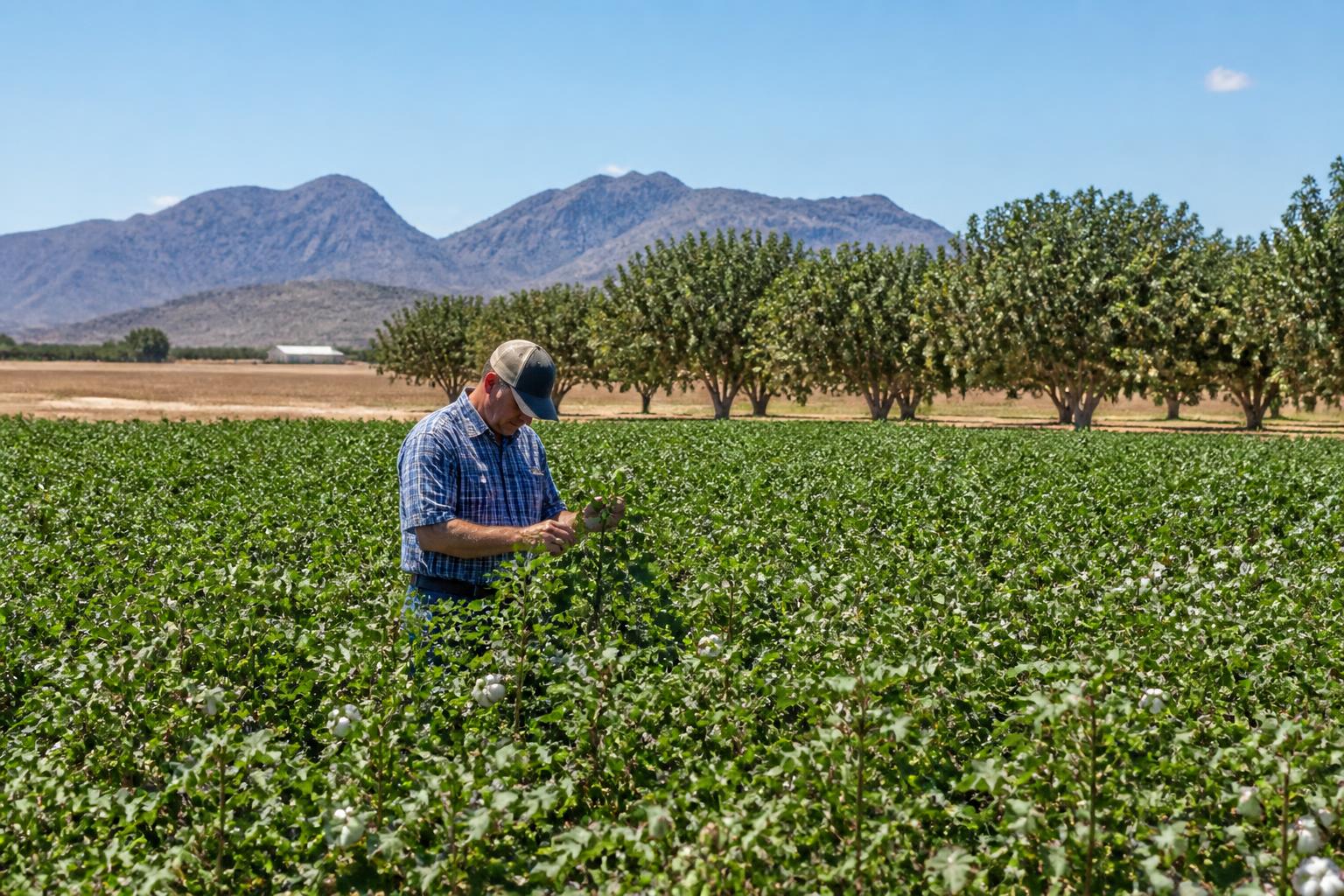 Desert Soil Dynamics: Managing Arizona Fertilizer Needs Amid Summer Heat