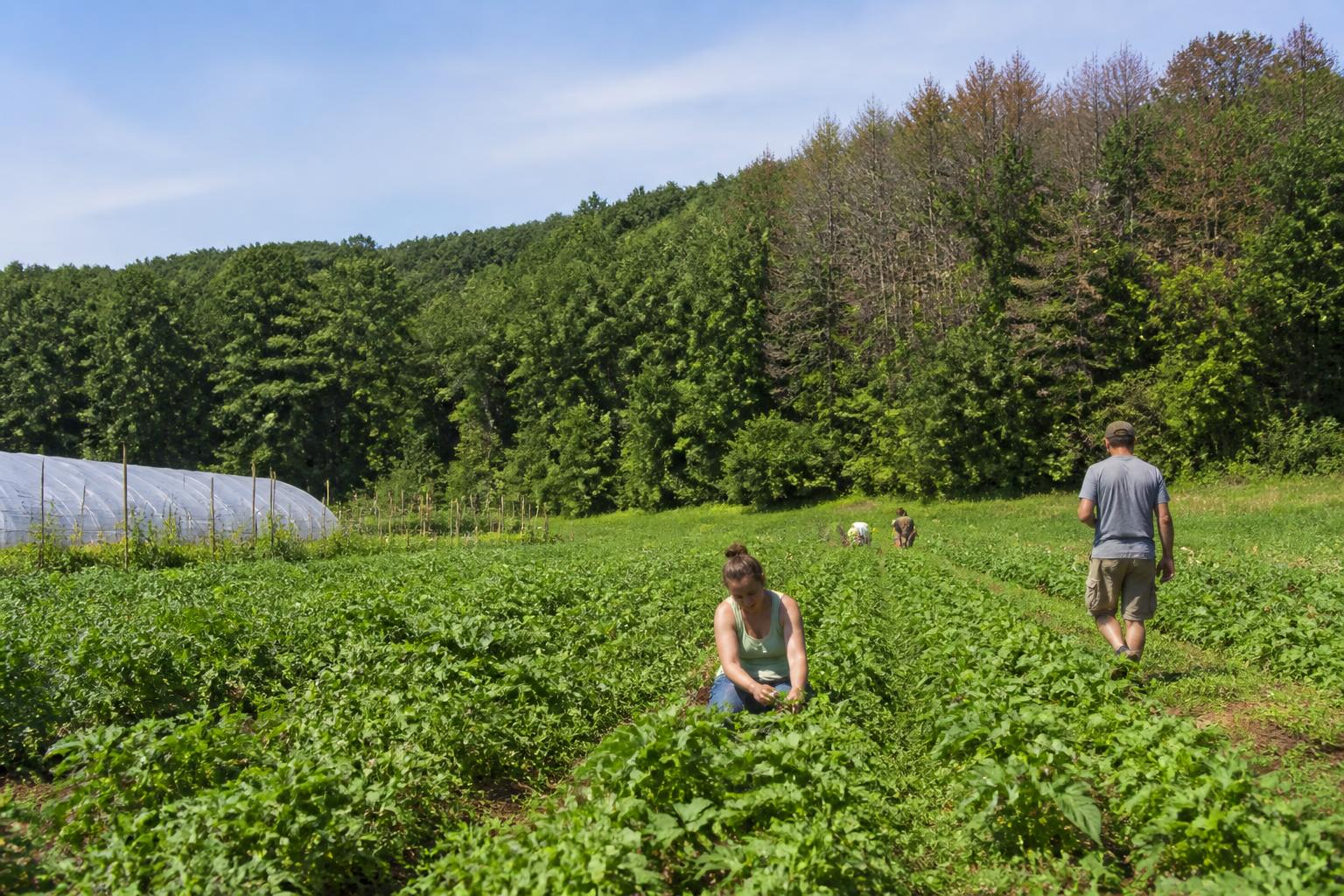 Connecticut Land Protection: Managing Invasive Threats Amid Financial Relief Hurdles
