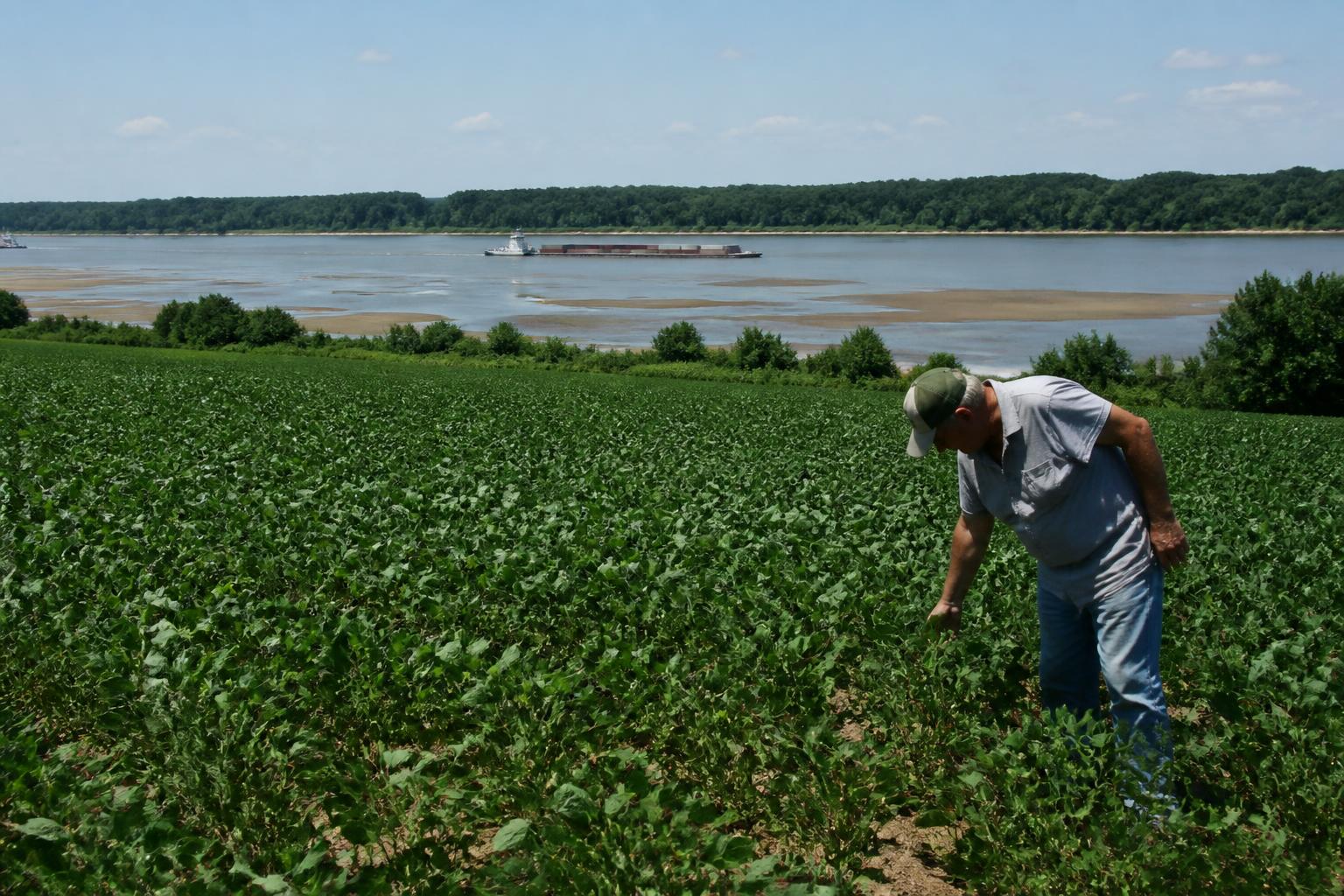Low Mississippi River Levels Drive Up Barge Rates, Forcing Delta Grain Elevators to Eye Trucking Options