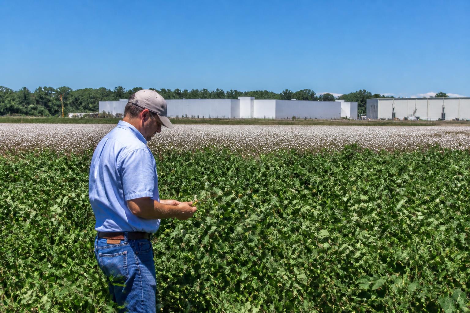 Georgia Summer Grain Outlook: High-Yield Soybean Potential and Regional Logistics Shifts