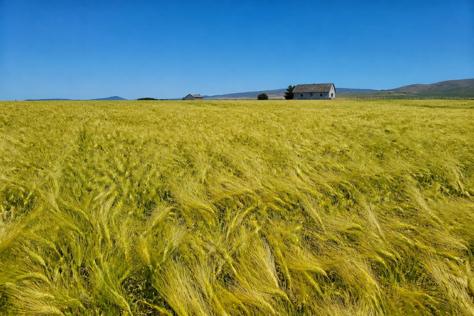 Montana Grain Transport: Coordinating Rail and Road Networks for Summer Crop Movements - AgroPost