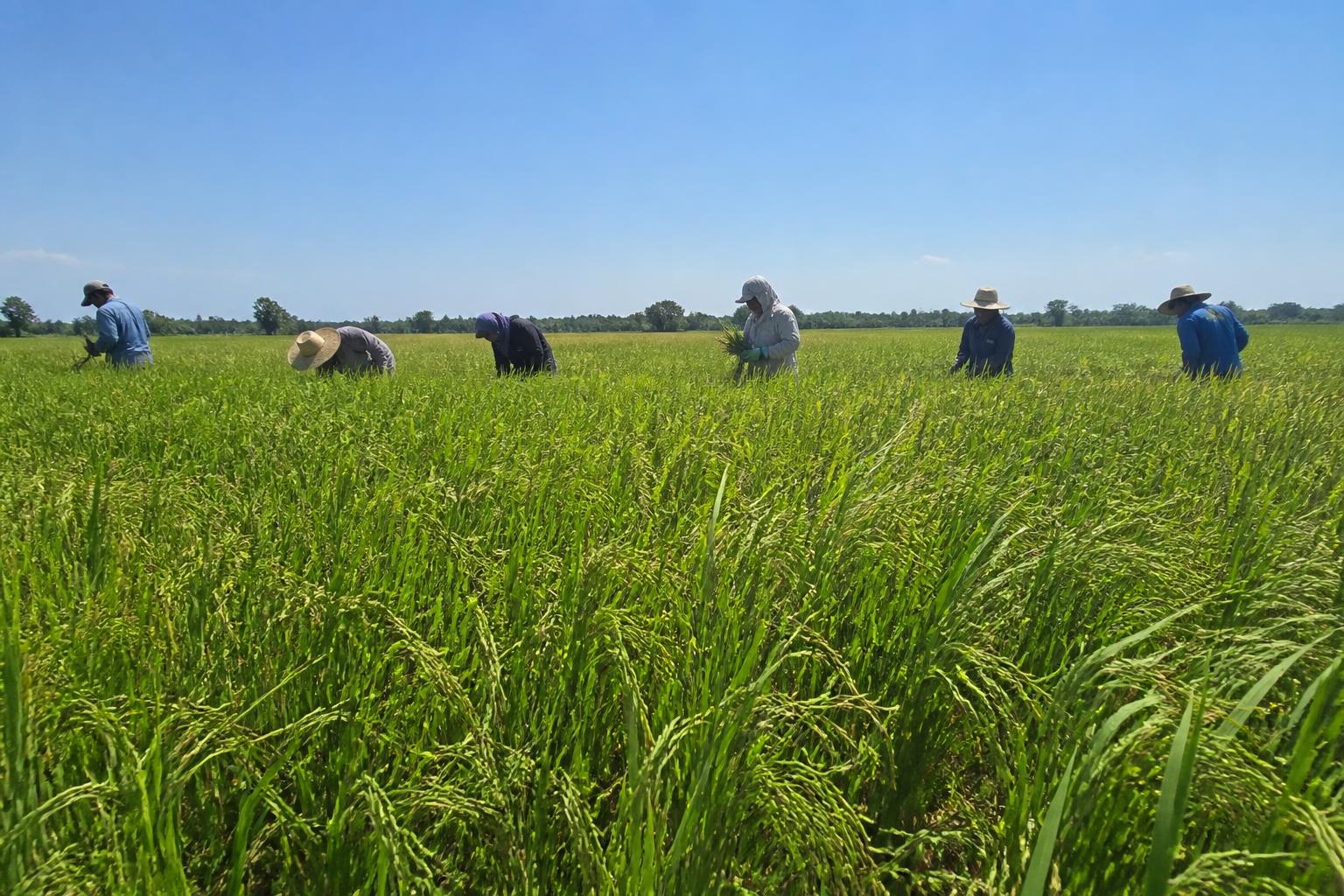 Louisiana Grain Market: Local Infrastructure and Input Volatility Shape Summer Strategy - AgroPost