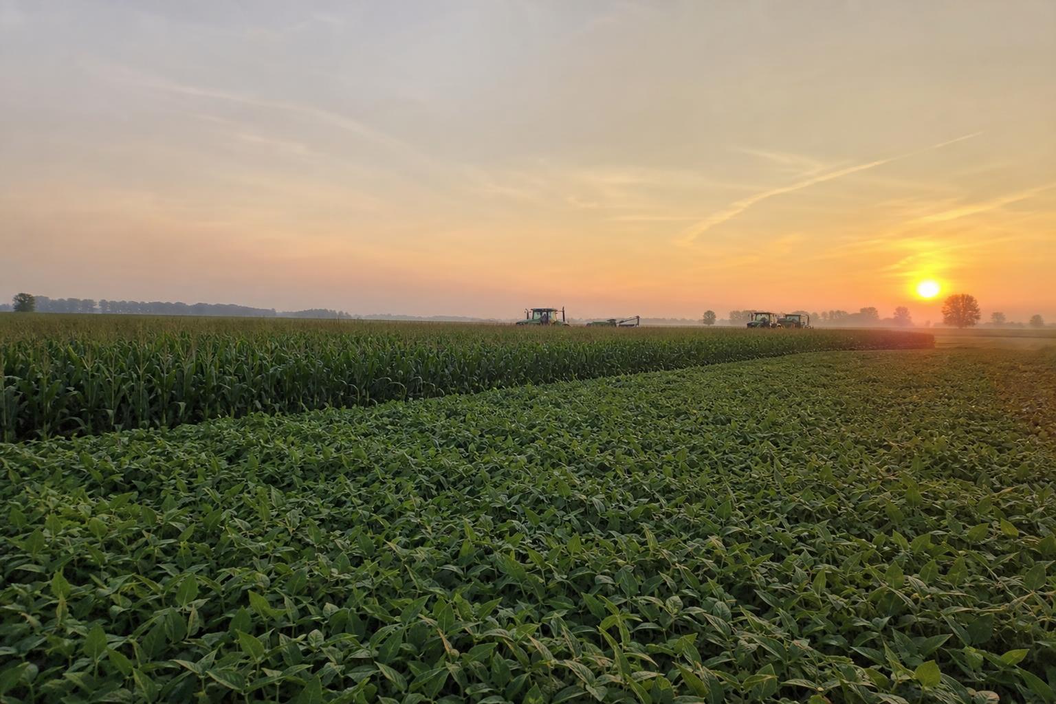 Indiana's Growing Corn and Soybean Market Draws Global Attention - AgroPost
