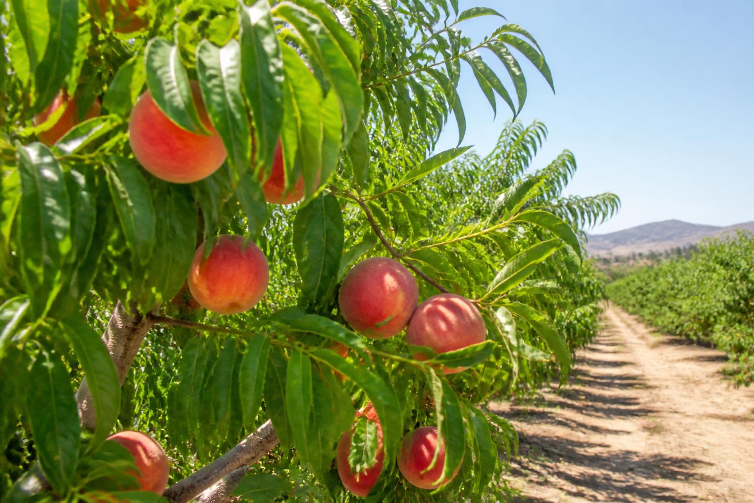 California Crop Protection: Navigating Carbaryl Phase-Outs and Tightening Summer Regulations - AgroPost