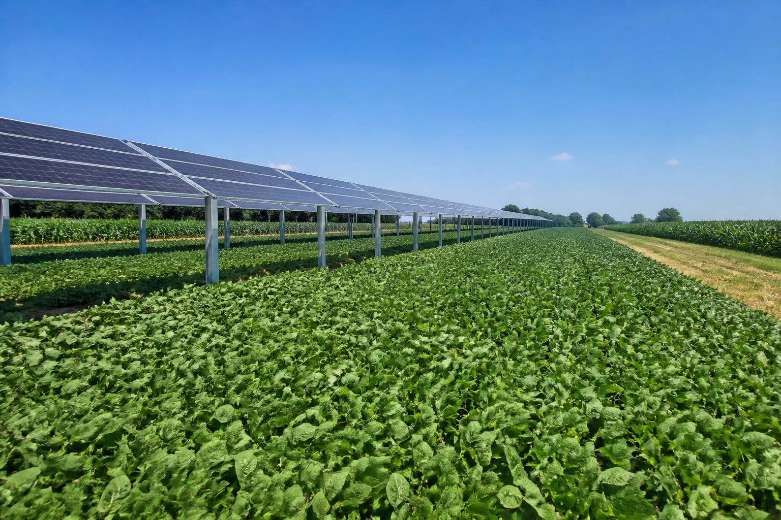 Massachusetts Agrivoltaics: Balancing Solar Energy and Sustainable Summer Crop Yields