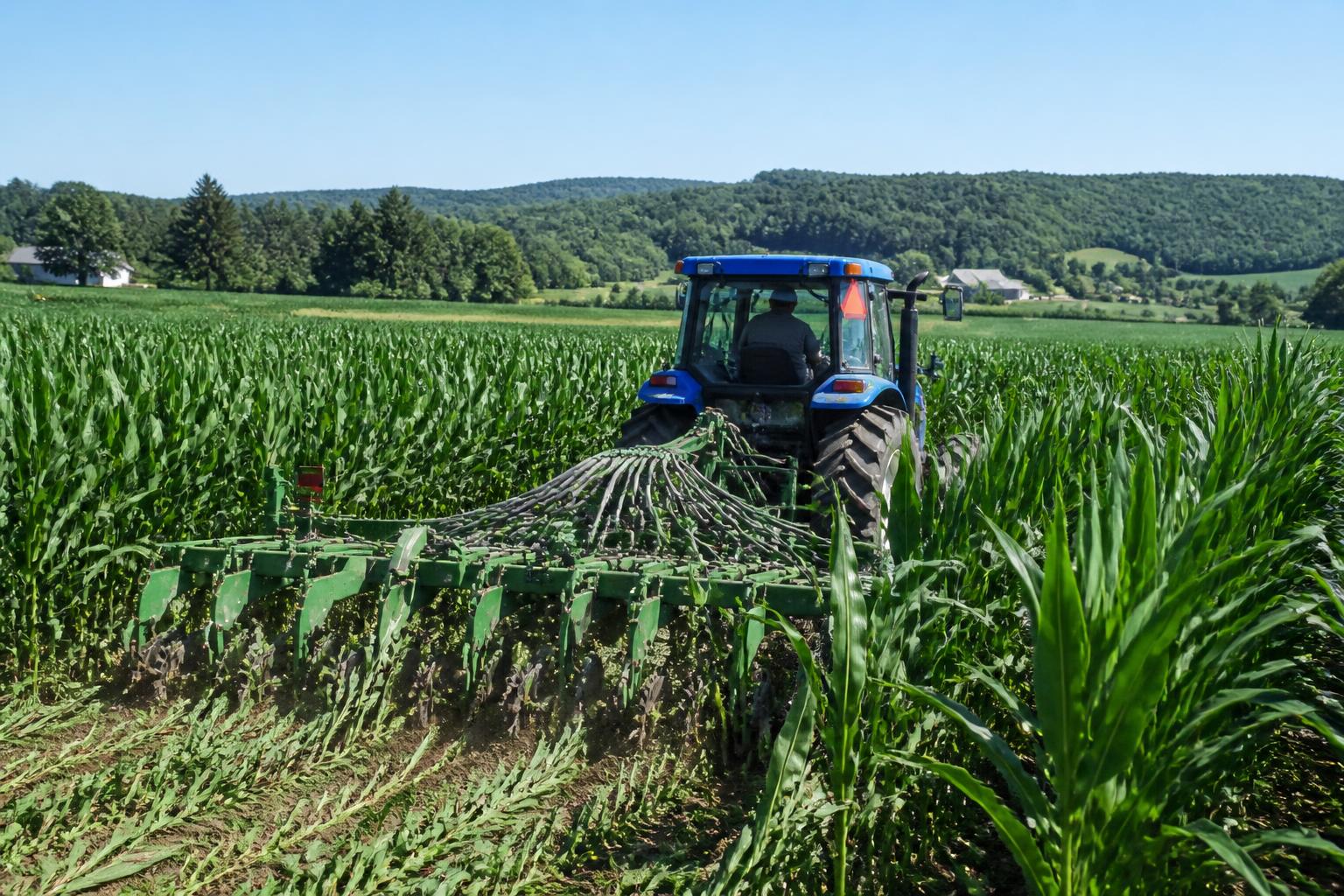 Michigan Grain Markets Navigate Acreage Shifts and Summer Storage Decisions