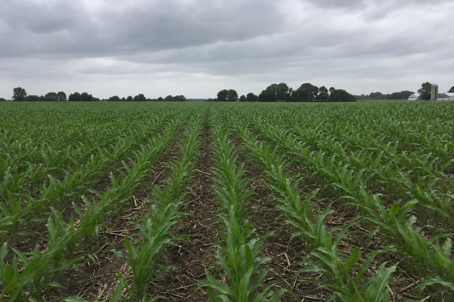 Market Pressures on Iowa Corn: Navigating Challenges and Seeking New Opportunities - AgroPost