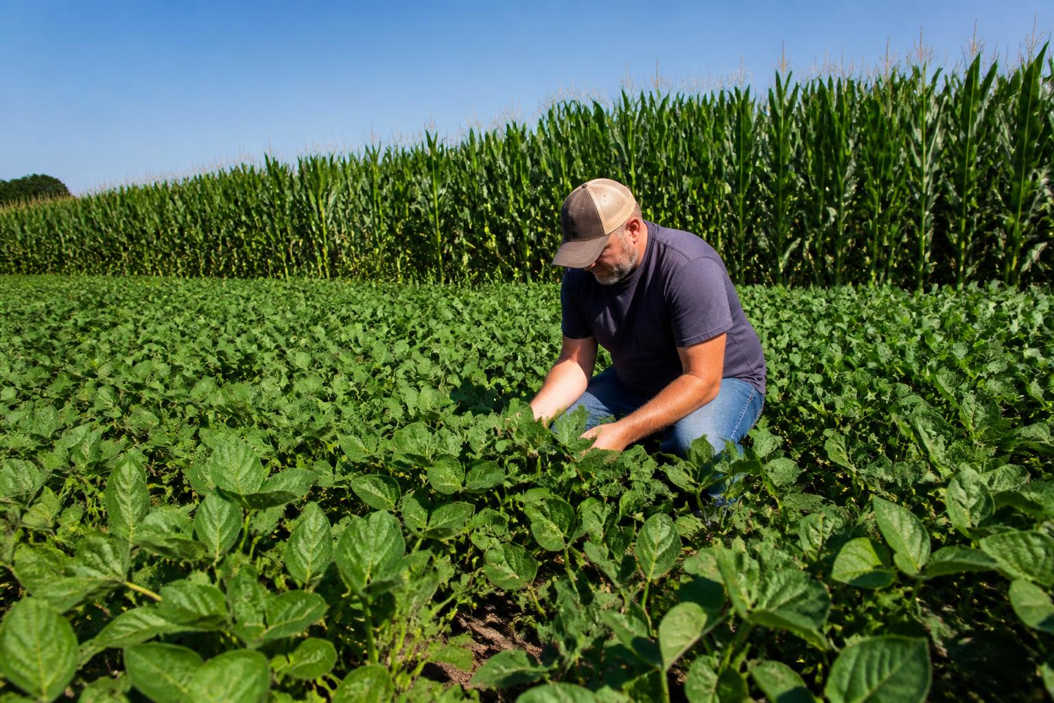 Delaware Grain Market: Strong Domestic Demand and Local Feed Needs Support Summer Soy and Corn Outlook