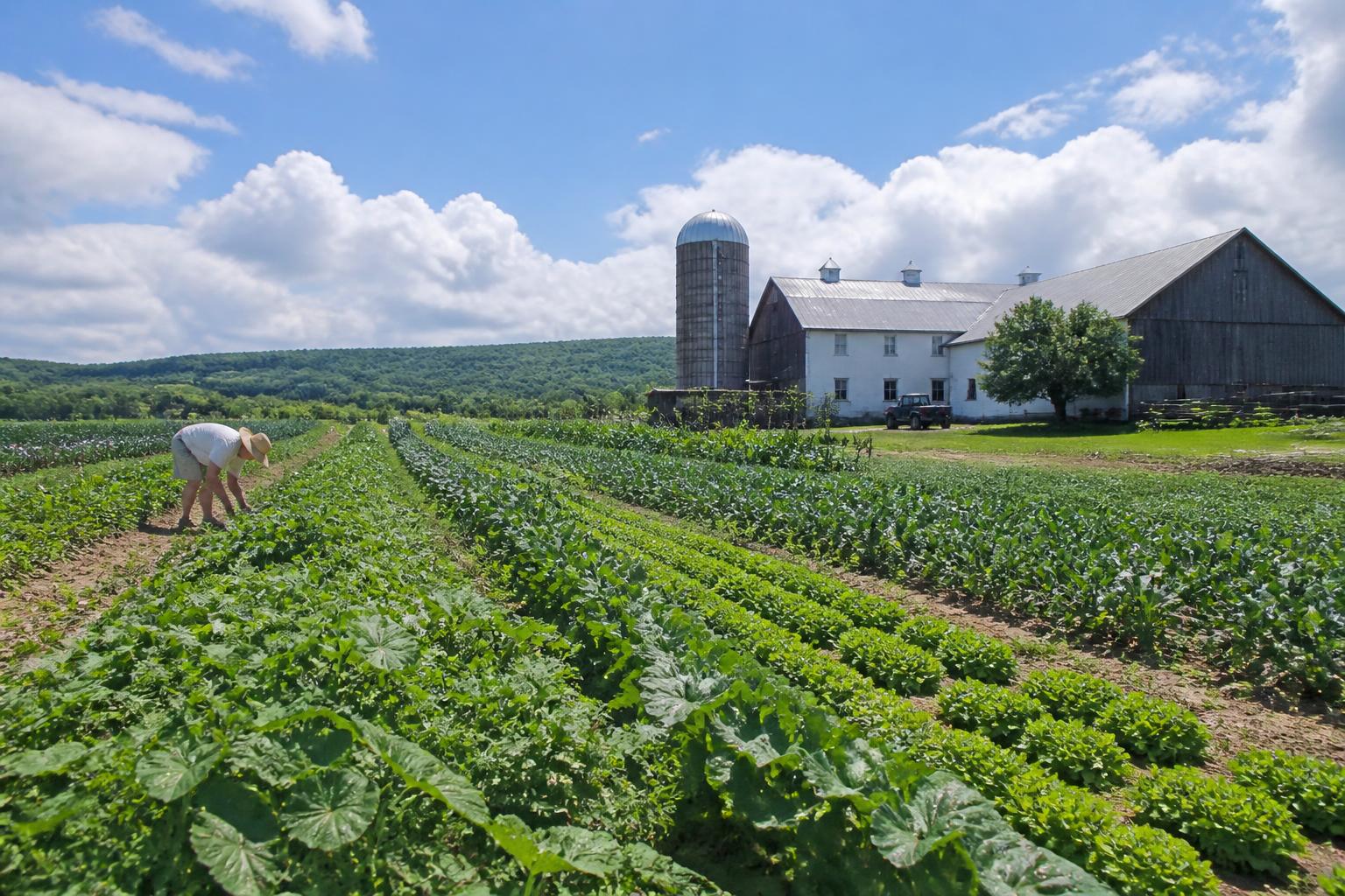 Summer Grain Strategies: Pennsylvania Growers Adapt to Weather and Market Shifts