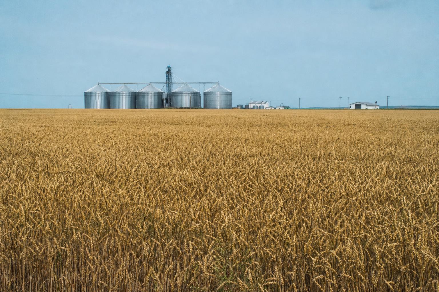 Kansas Agriculture Insights: Wheat and Sorghum Market Dynamics - AgroPost