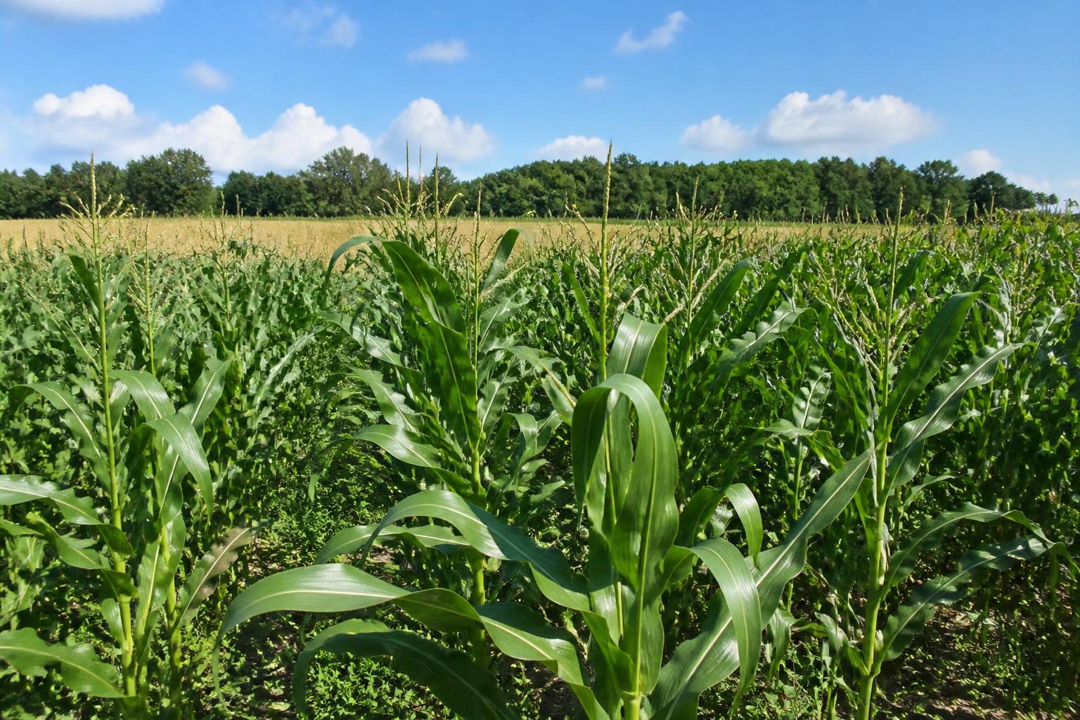 Alabama Grain Markets: Navigating Summer Volatility with Technology and Niche Crops
