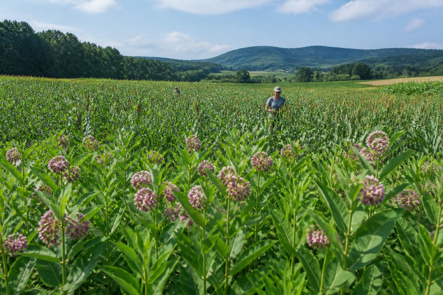 Vermont Grain and Forage: Resilient Sorghum and Falling Input Costs Shape Summer Strategy