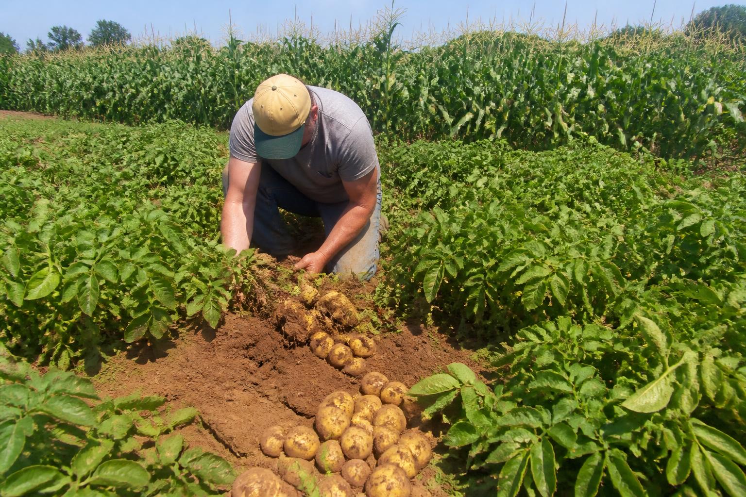 High-Latitude Crop Protection: Securing Alaska's Summer Potato and Vegetable Yields