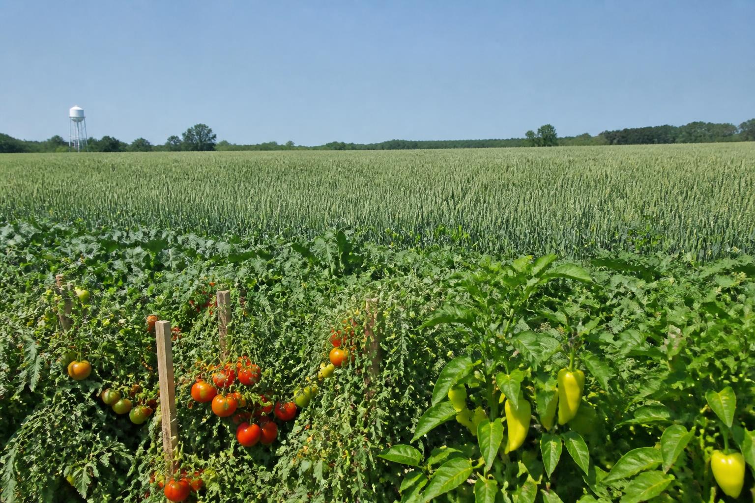 Oregon Fertilizer Market: Federal Tariff Relief Offers Budget Hope for Summer Field Operations