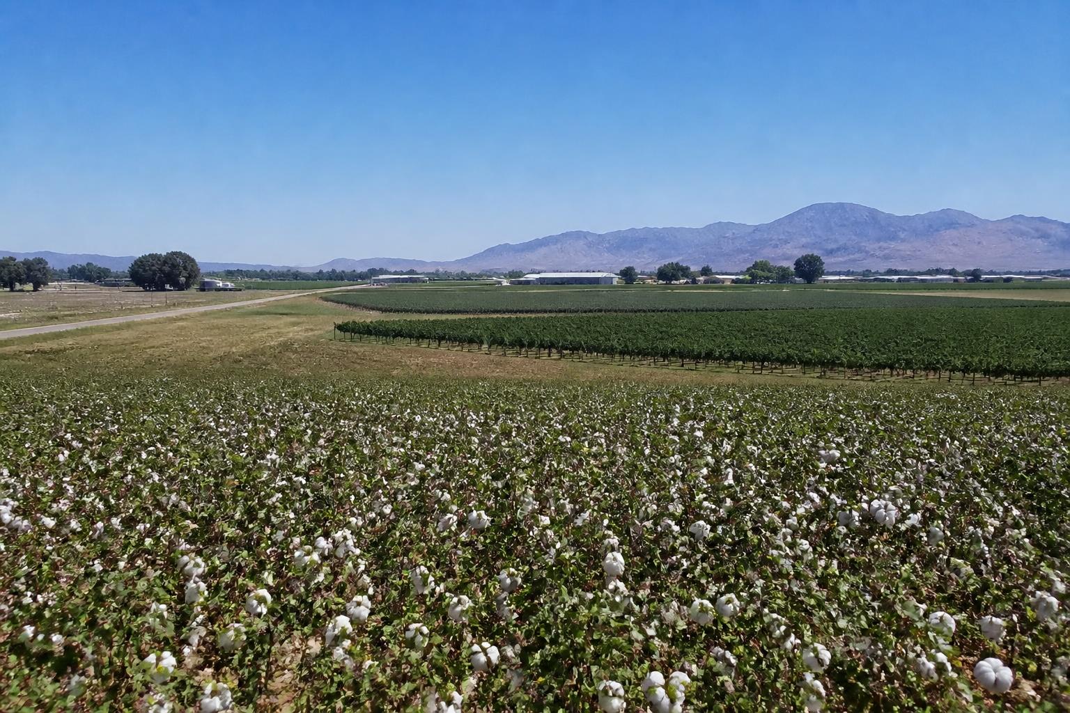 Arizona Ag Transport: Shifting Farmland Dynamics and Energy Costs Reshape Summer Shipping Lanes