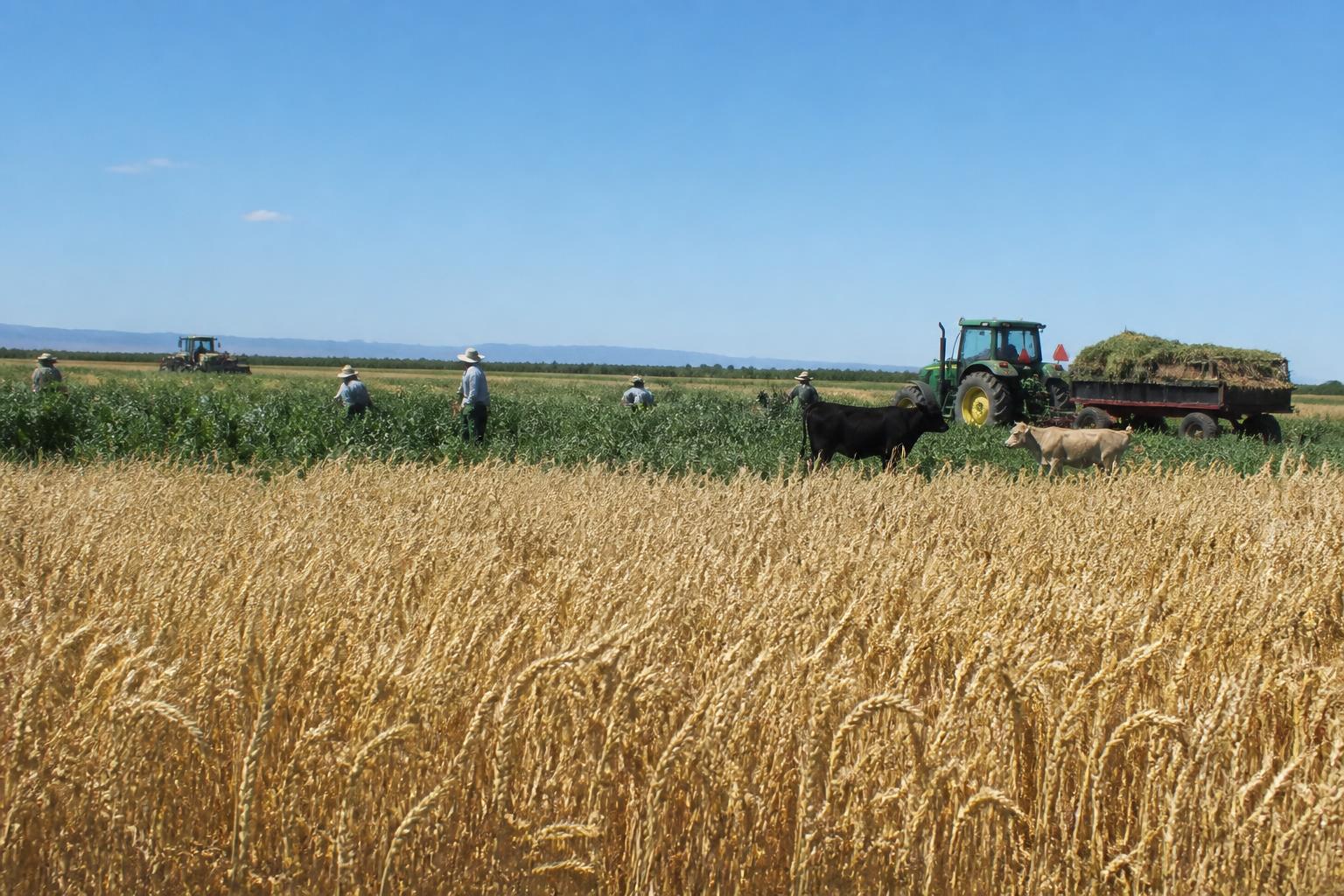 Nevada Farmers Explore Resilient Summer Grains and Input Strategies Amid Water Constraints