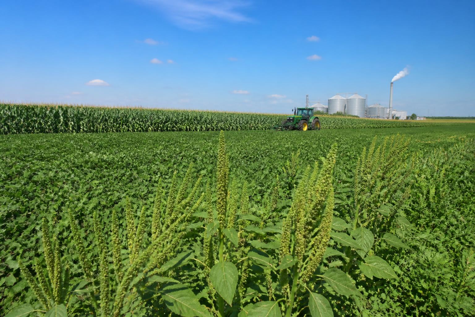 North Dakota Grain Market: Leveraging Marketing Tools Amid Trade Shifts and Supply Risks