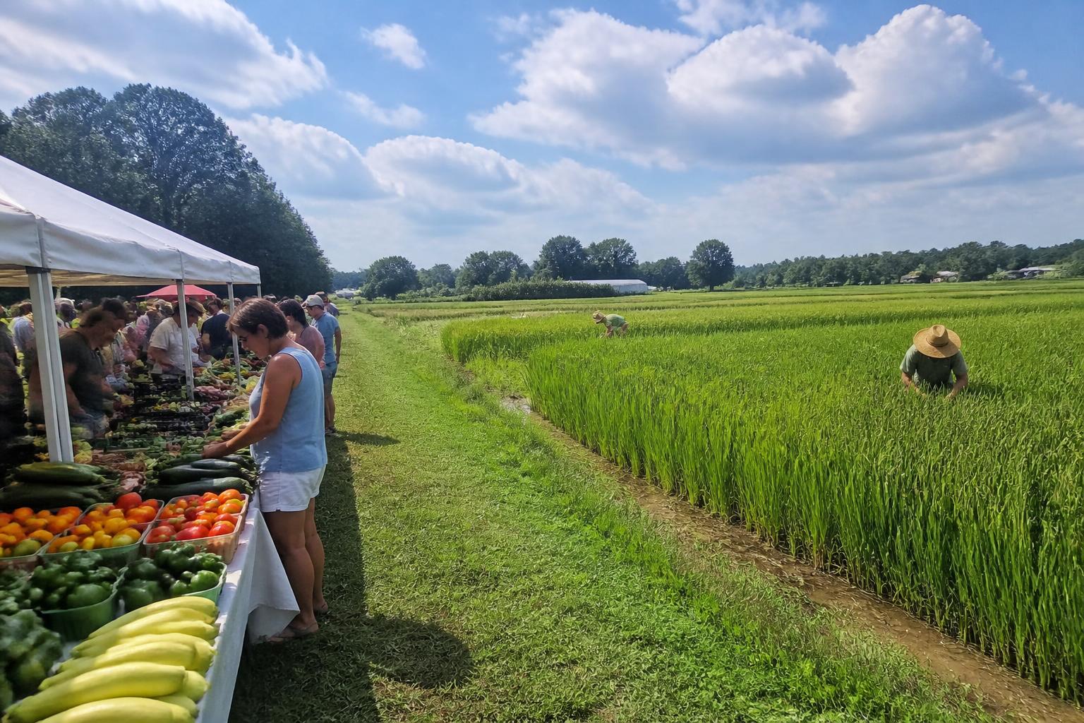 South Carolina Ag Market: Summer Harvest Peaks Amid Policy Shifts and Specialty Grain Resurgence