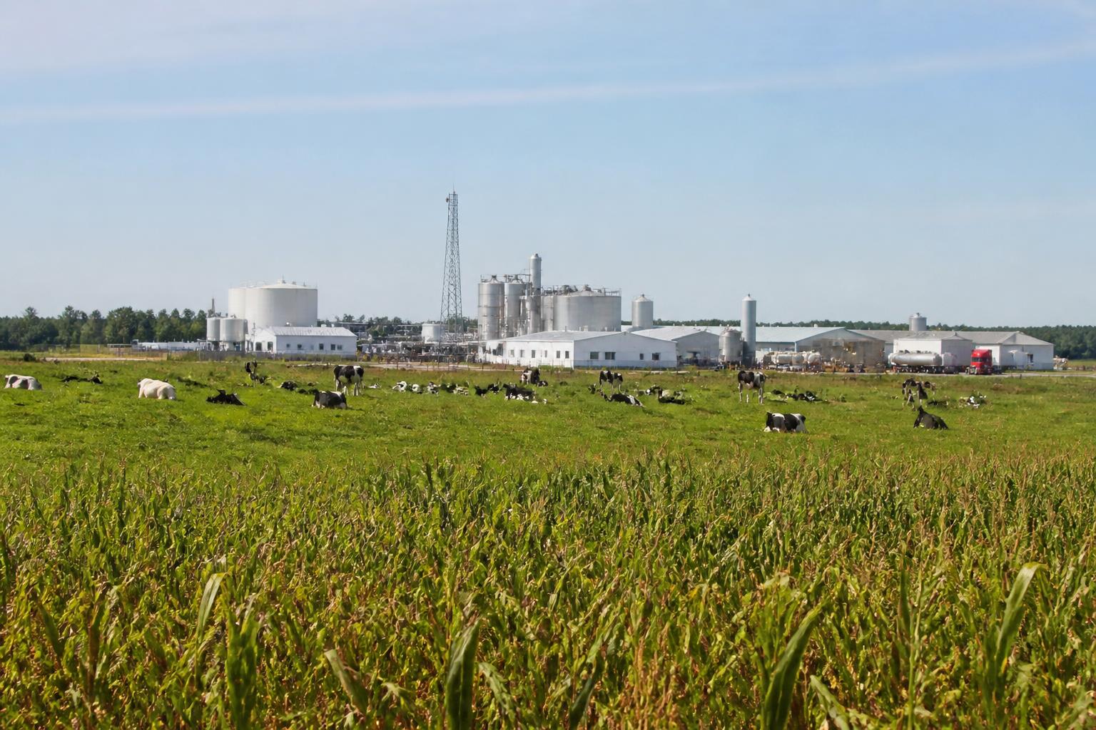 Nebraska Ag Update: Historic Dairy Processing Plant Welcomed While Tar Spot Spreads to 19 Counties - AgroPost