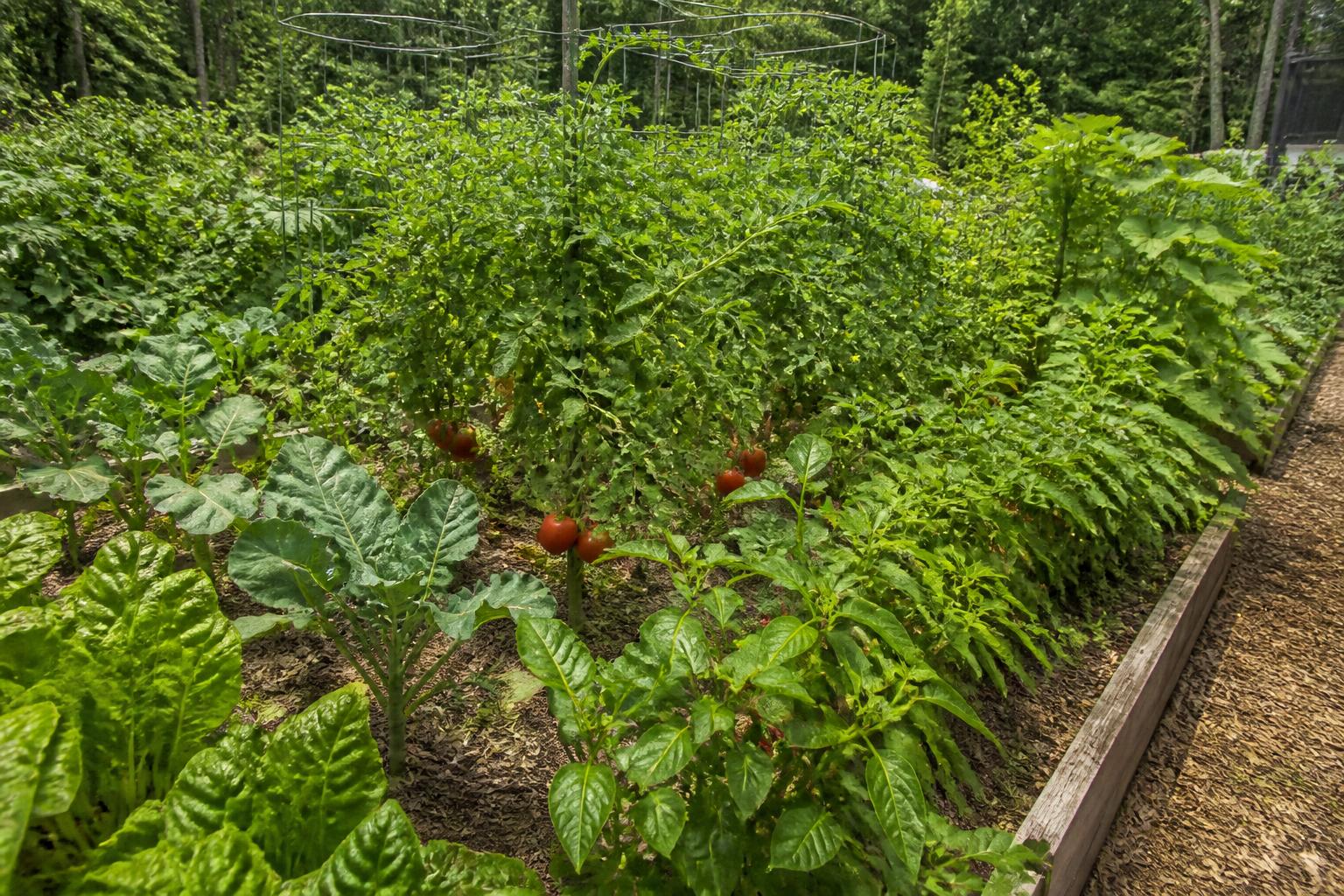 Kentucky Vegetable Producers Turn to Virtual Extension Resources for Summer Disease Management - AgroPost