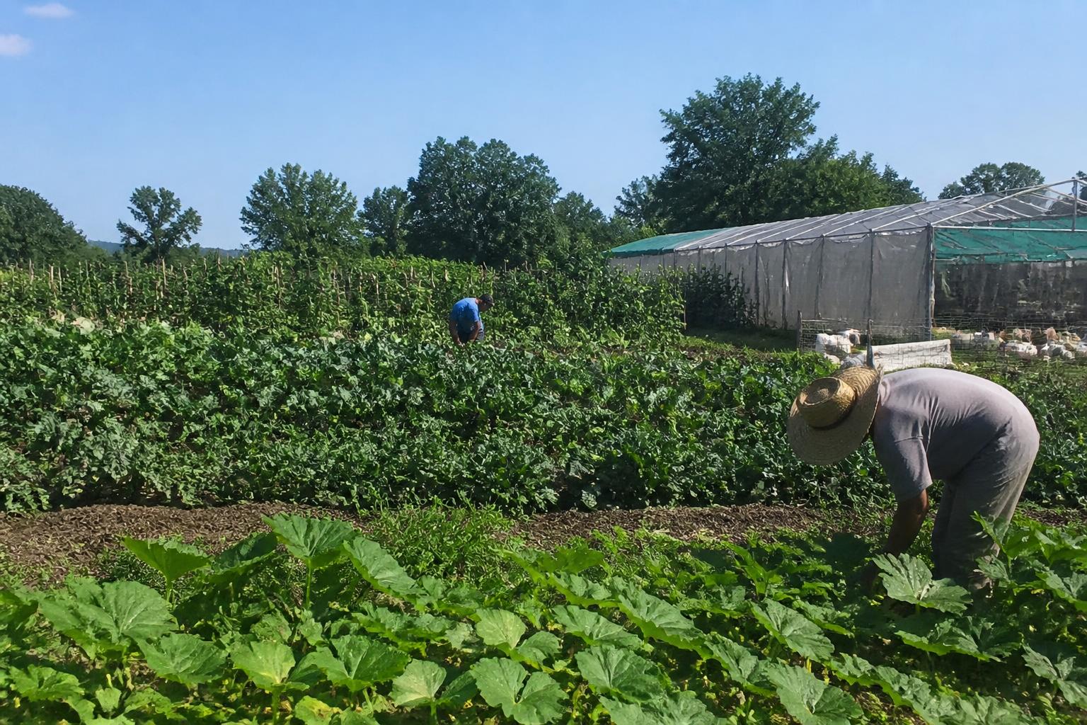 Virginia Nutrient Management: Balancing Local Manure Regulations and New Farm Bill Innovations - AgroPost