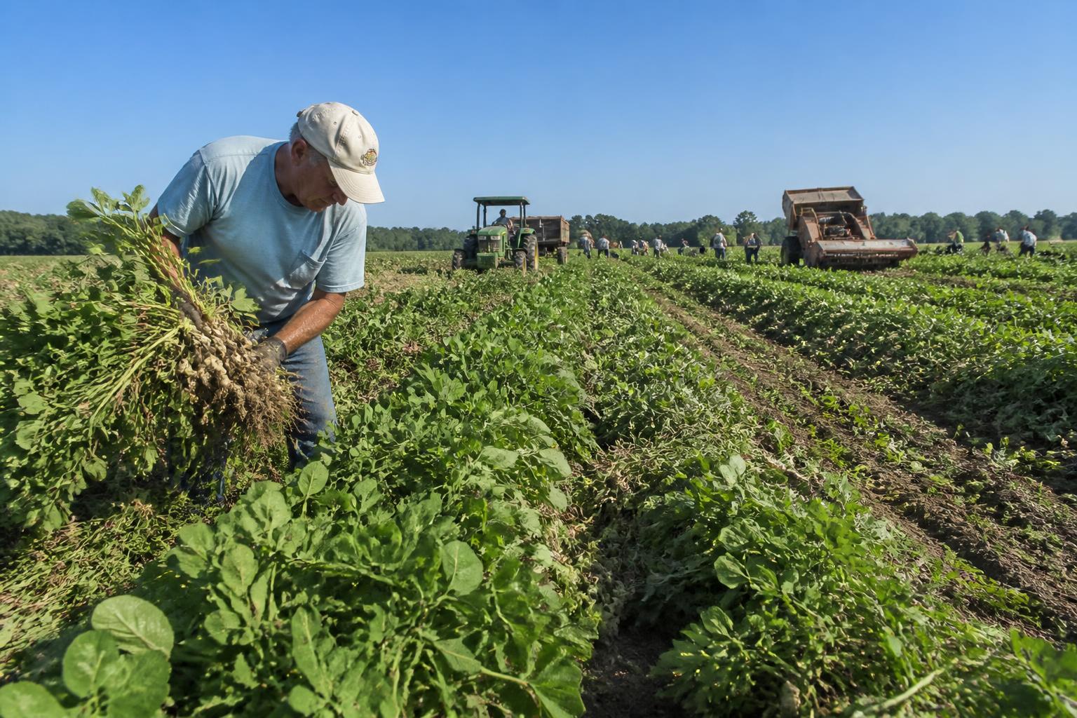 Georgia Summer Ag Outlook: Record Peanut Potentials, Export Growth, and Supply Chain Investments - AgroPost