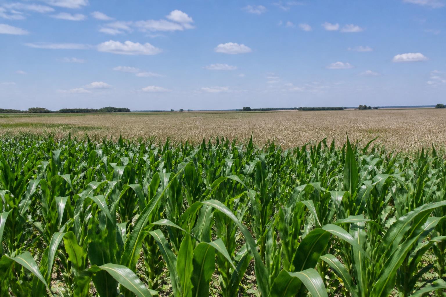 Kansas Fertilizer Market Squeezed by Geopolitical Tensions and Consolidation Fears - AgroPost
