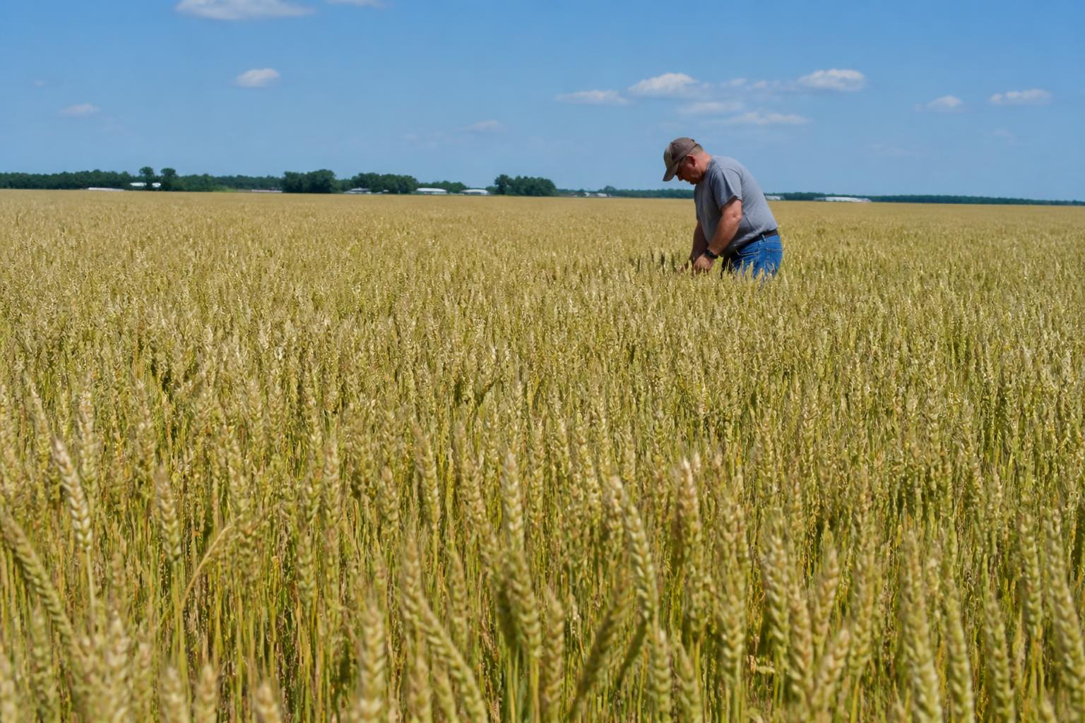Illinois Crop Protection: Navigating New Tar Spot Alerts and Rising Input Pressures - AgroPost