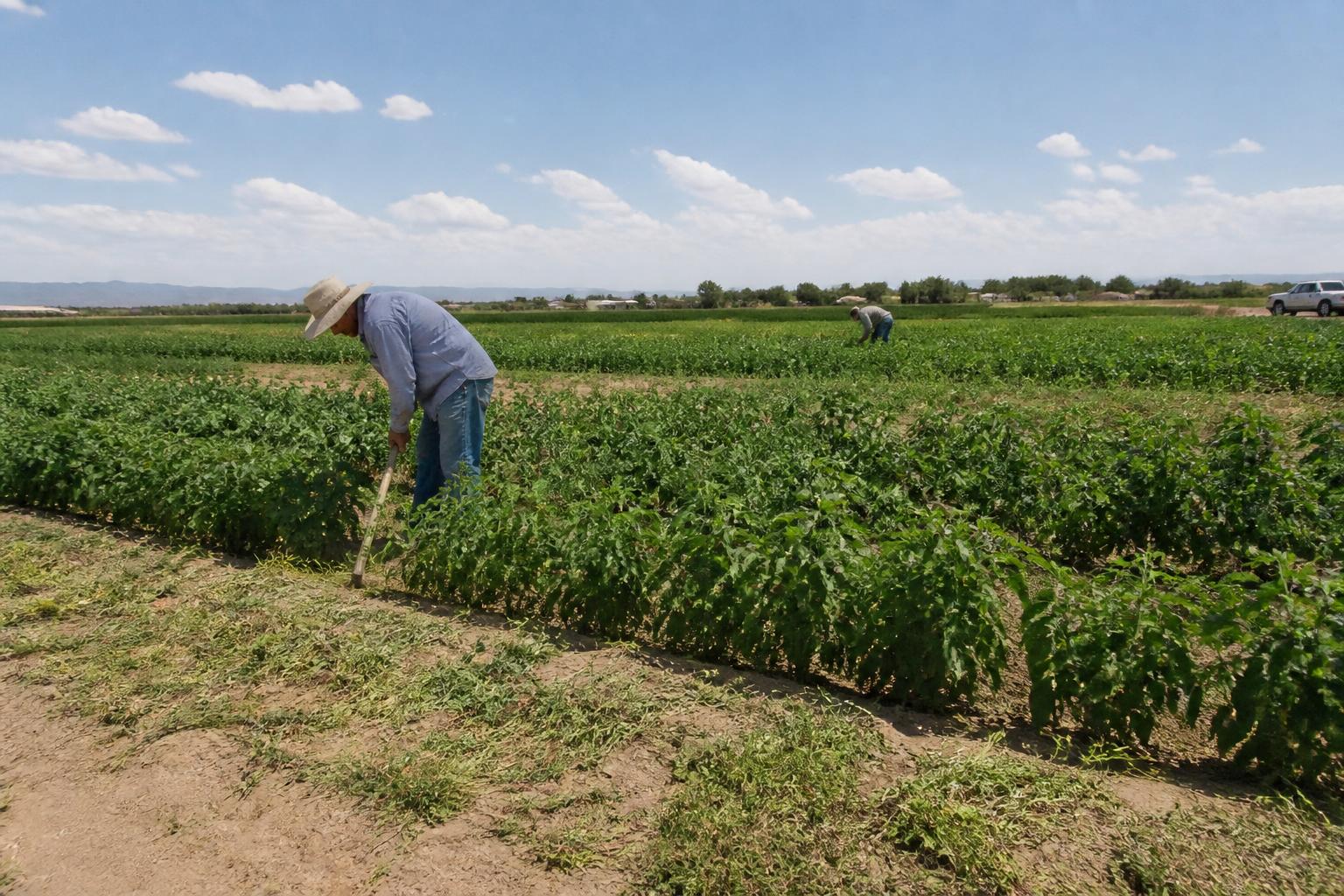 New Mexico Conservation and Crop Protection Strategies Meet Tighter Margins and Arid Summer Realities - AgroPost