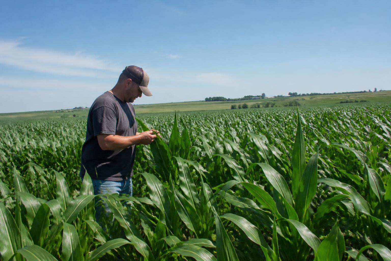 Nebraska Grain Market Update: Biofuel Momentum Collides with Tightening Farm Finances - AgroPost