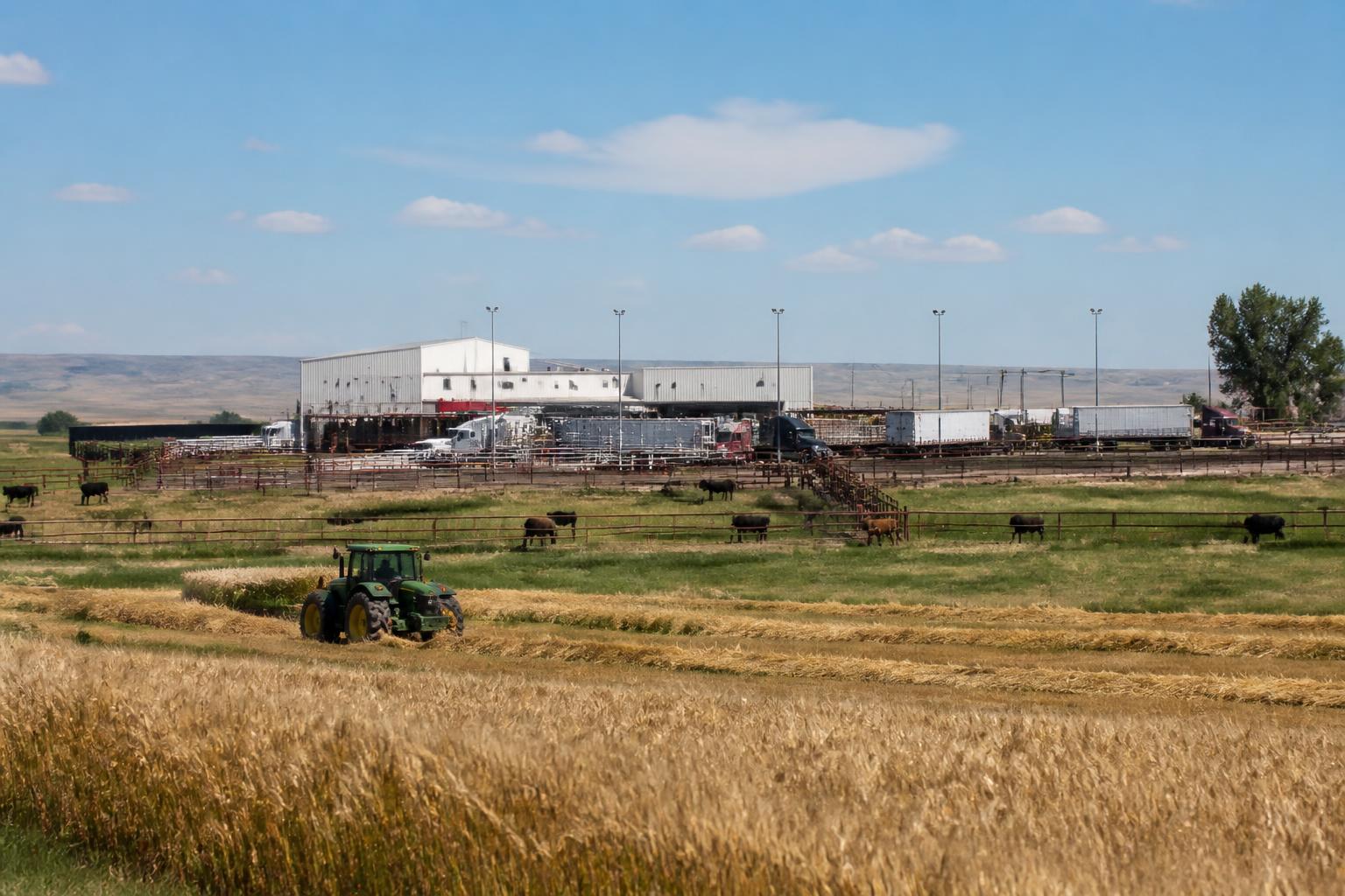 Global Grain Pressures and Wyoming's Processing Growth Reshape Summer Feed Markets - AgroPost