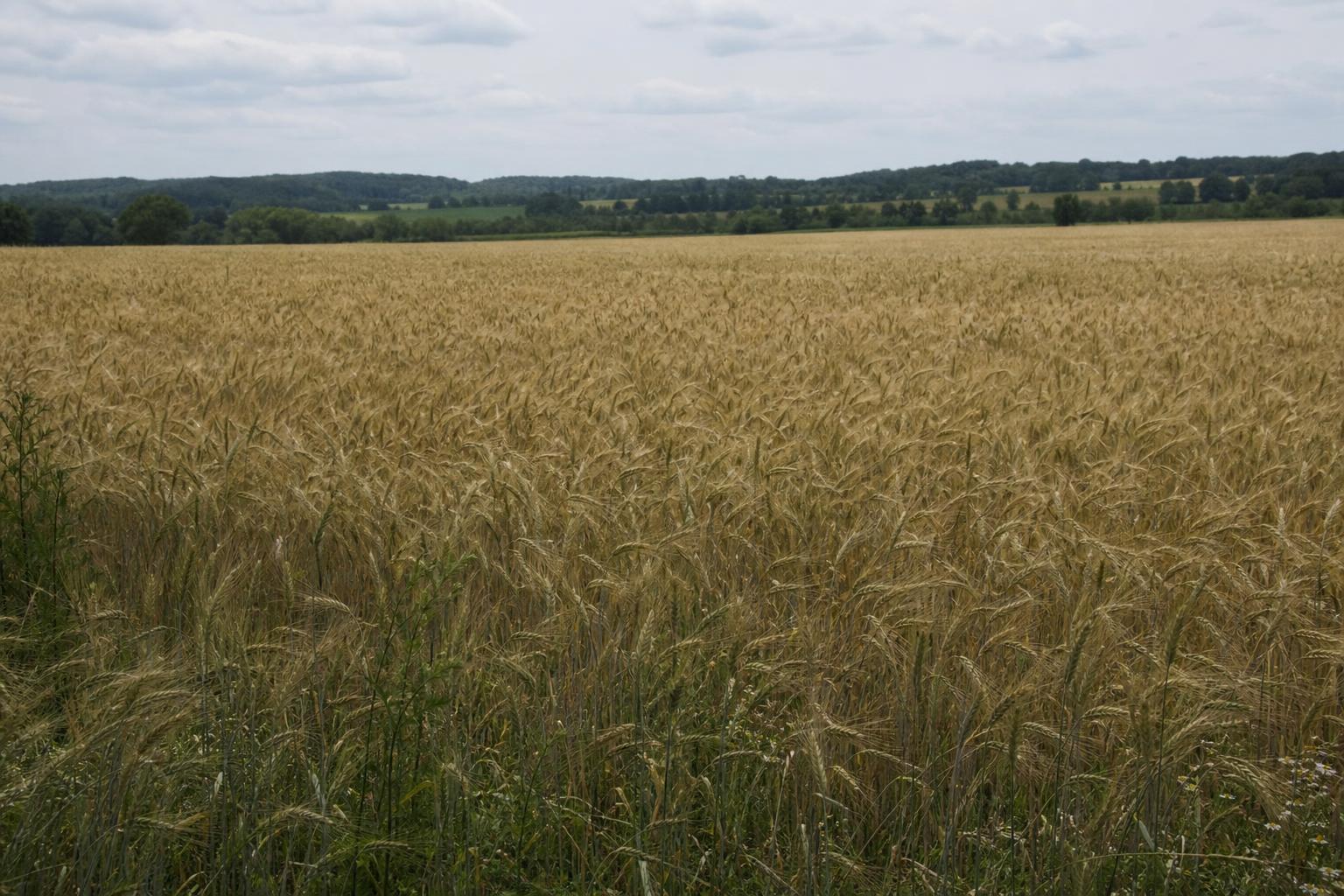 Massachusetts Agricultural Market: Wheat and Grain Insights - AgroPost