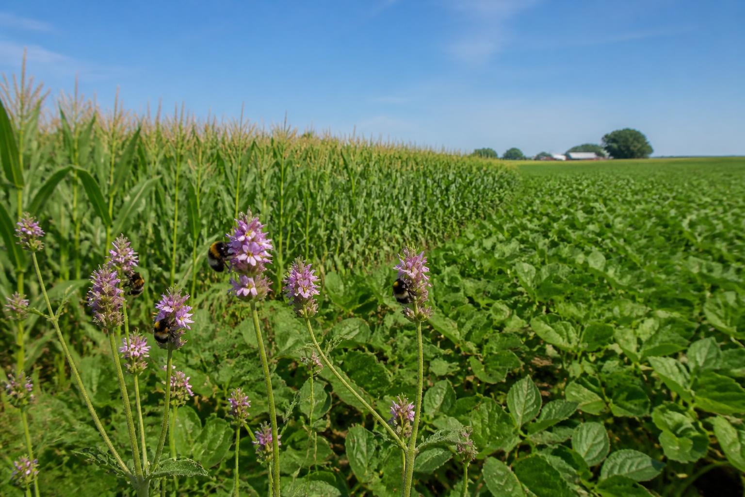 Connecticut Grain and Feed Markets Rise Amid Summer Pest Warnings and Dairy Relief - AgroPost