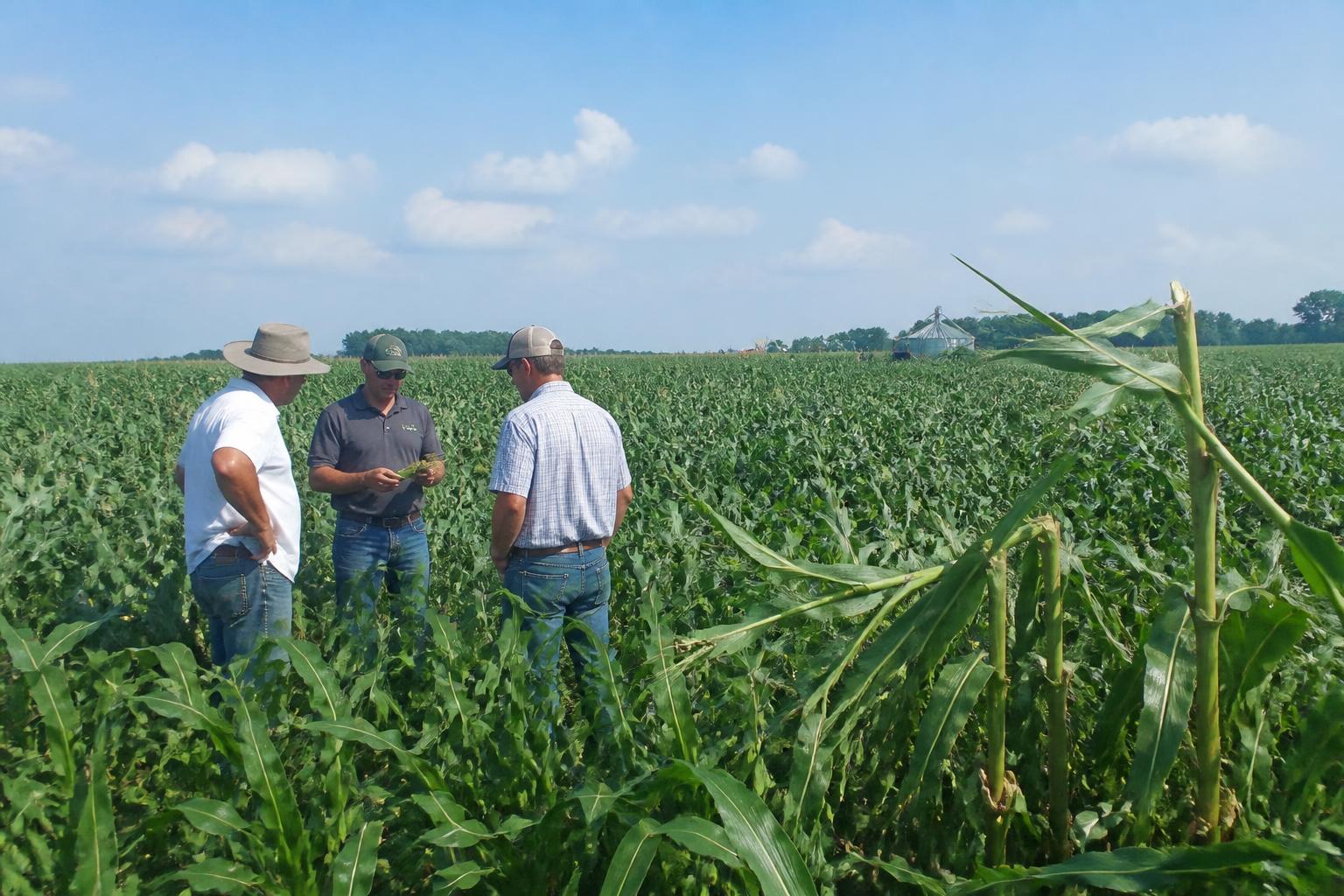 Iowa Ag Market Brief: Derecho Wind Cleanup and Southern Rust Spread - AgroPost