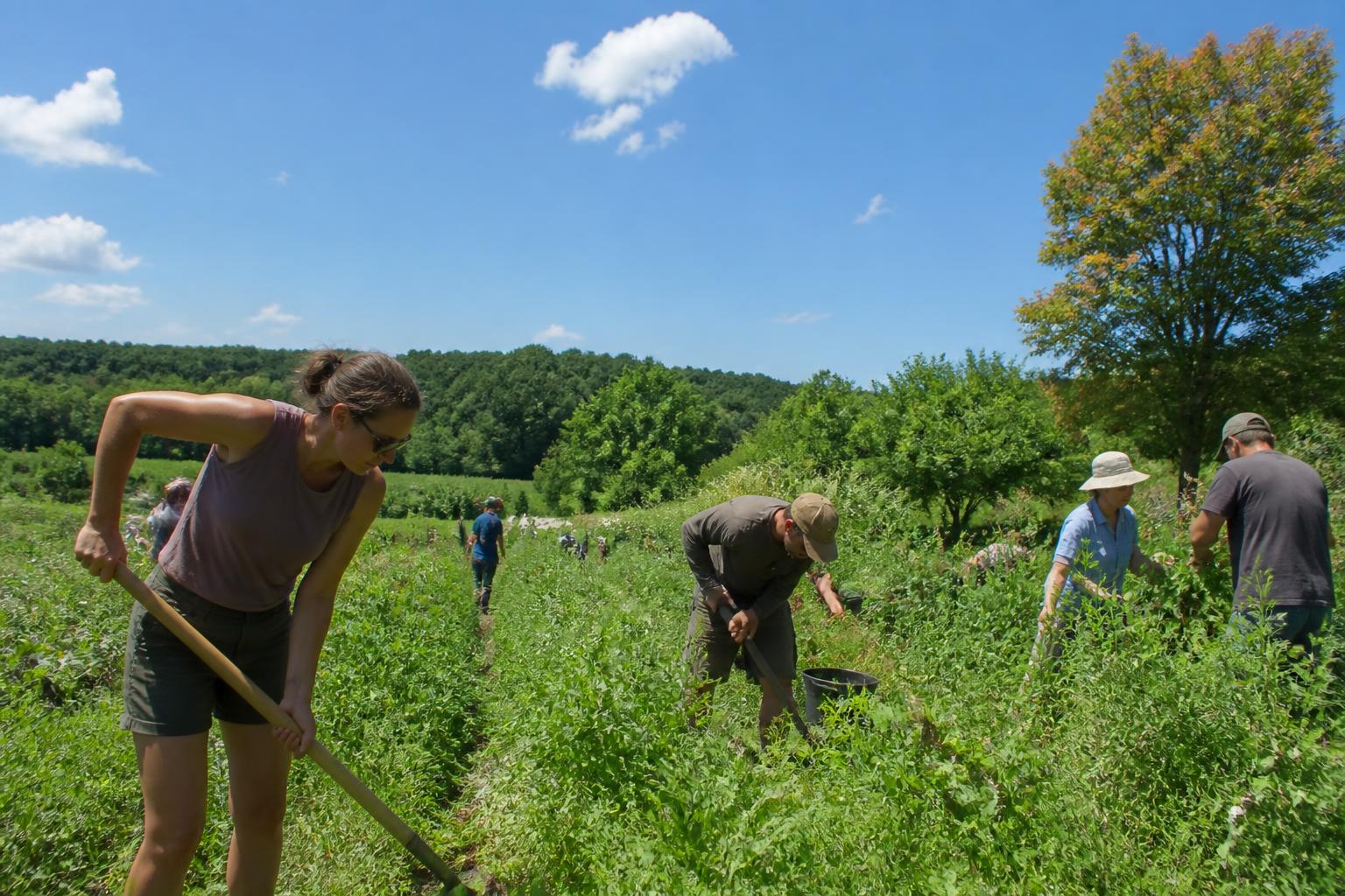 Rhode Island Field Protection: Managing Emerging Invasive Threats in Mid-Summer - AgroPost