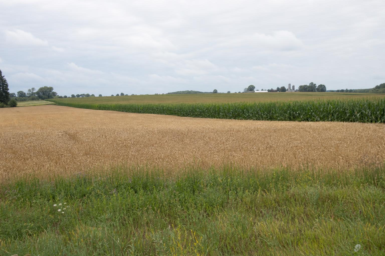 Michigan's Grain Market Outlook: Navigating Opportunities and Challenges - AgroPost
