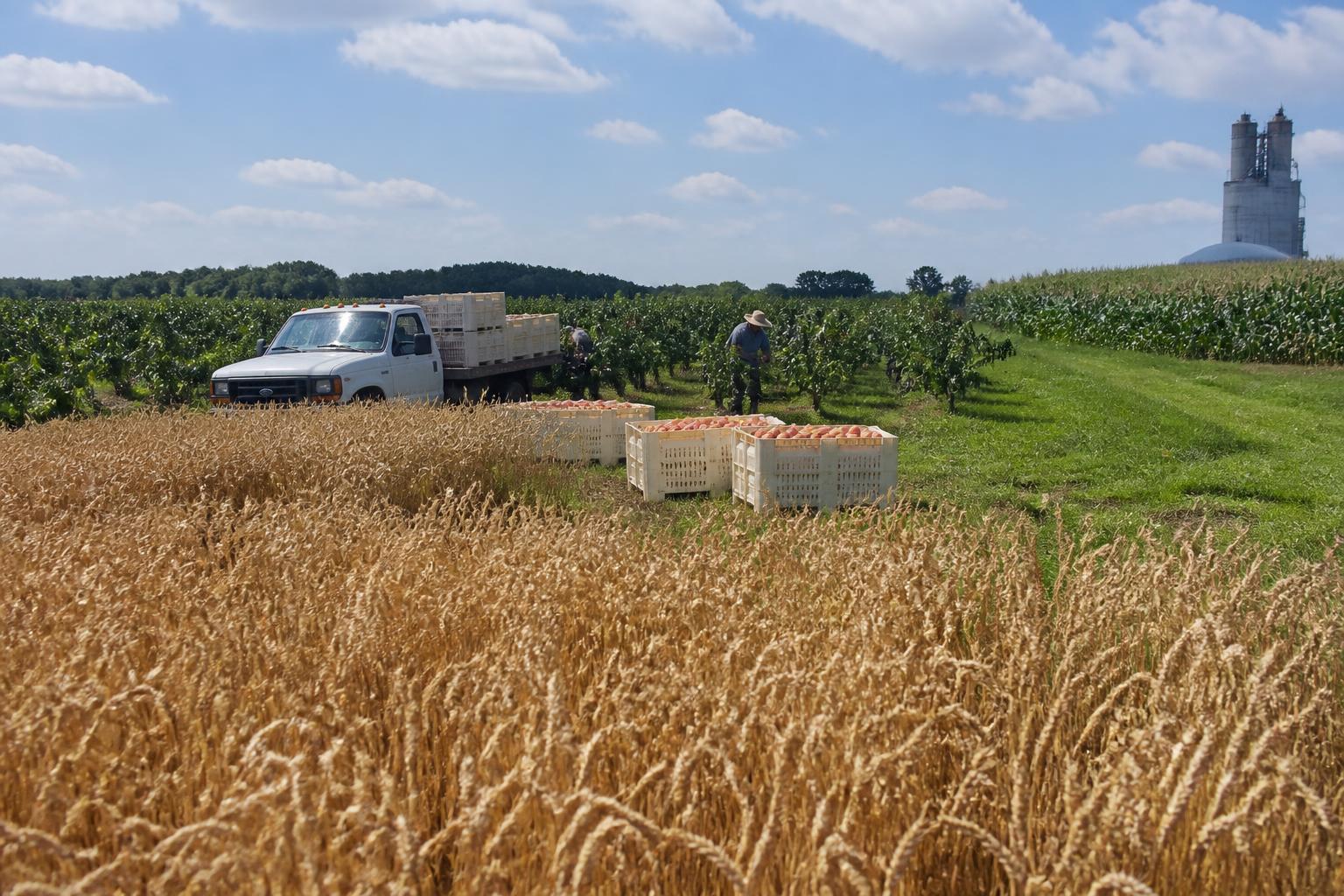 New Jersey Grain Market Report: Record Yields and Mid-Summer Logistics - AgroPost