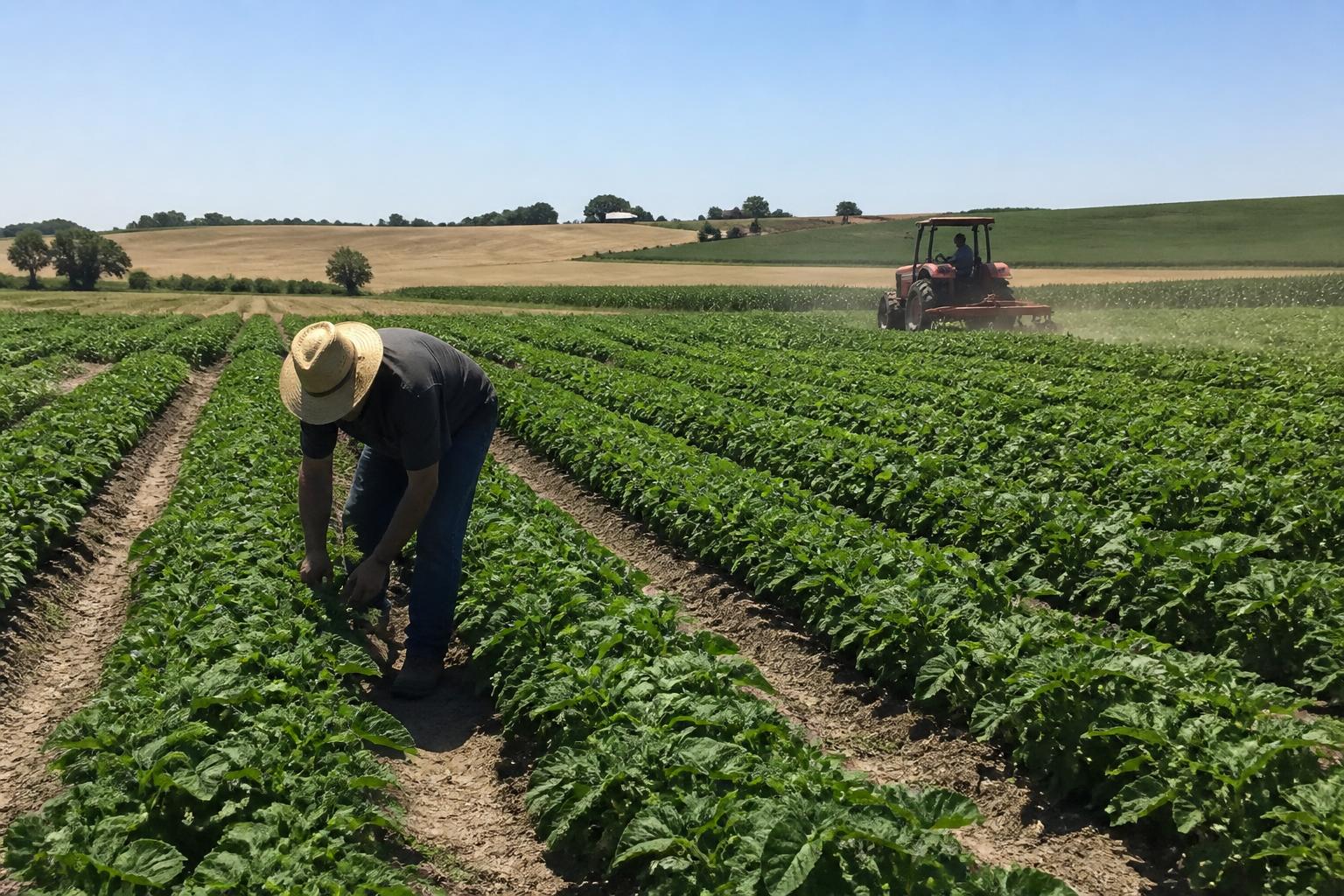 West Virginia Fertilizer Market: Navigating Price Uncertainty and Local Supply Challenges - AgroPost