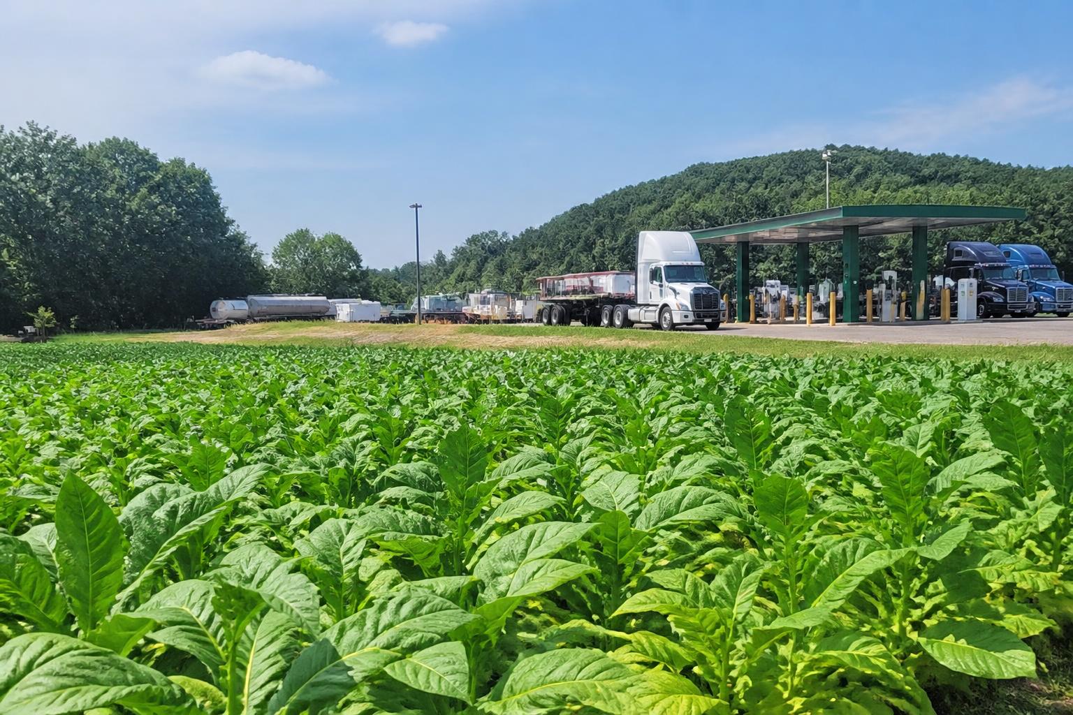 Kentucky Fertility Strategies: Managing No-Till Input Costs Amid Evolving Market Realities - AgroPost