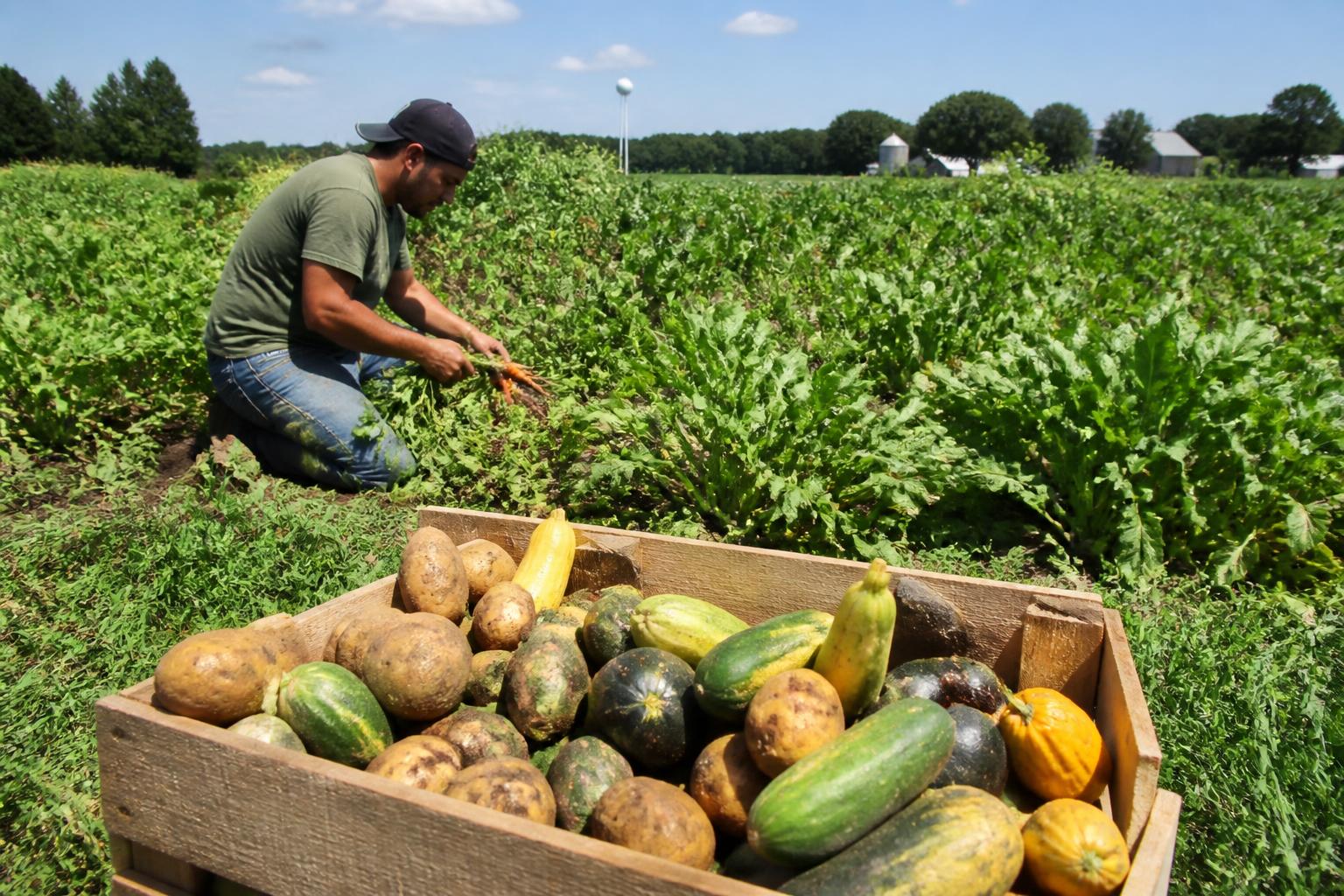 New Jersey Mid-Summer Grain Market: Logistics and Yield Outlook - AgroPost