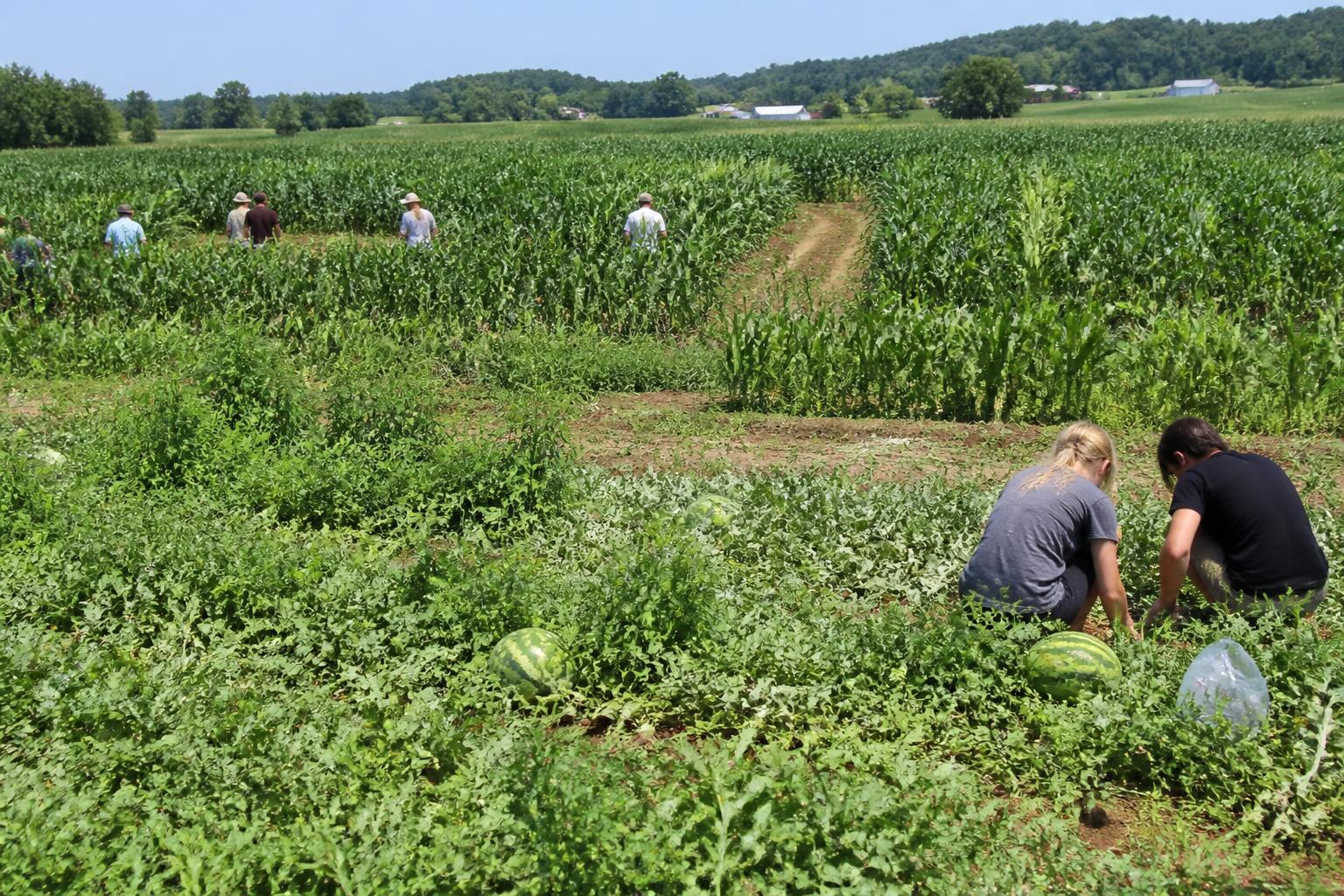 Indiana Ag Logistics: Evaluating Harvesting Strategies Amid Summer Infrastructure Shifts - AgroPost
