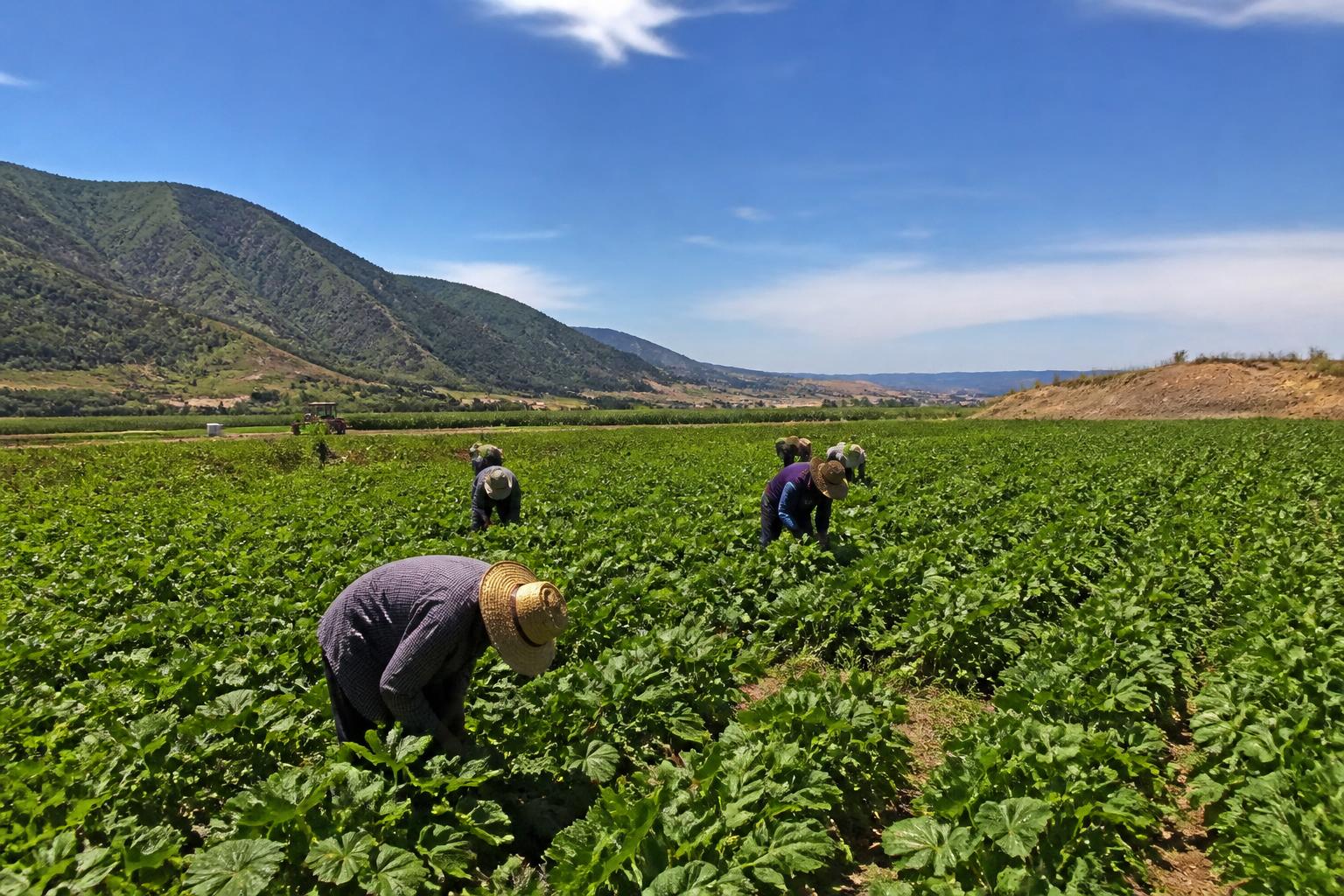 Arizona Fertilizer Market Outlook: Navigating Summer Input Volatility - AgroPost