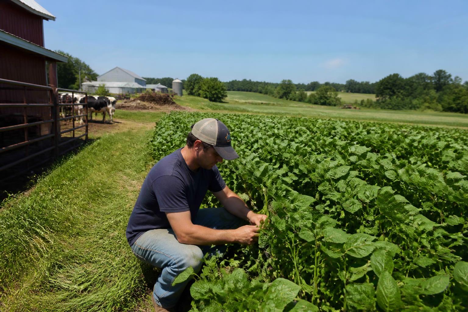 Connecticut Grain Market Update: Mid-Summer Trends and Planning - AgroPost