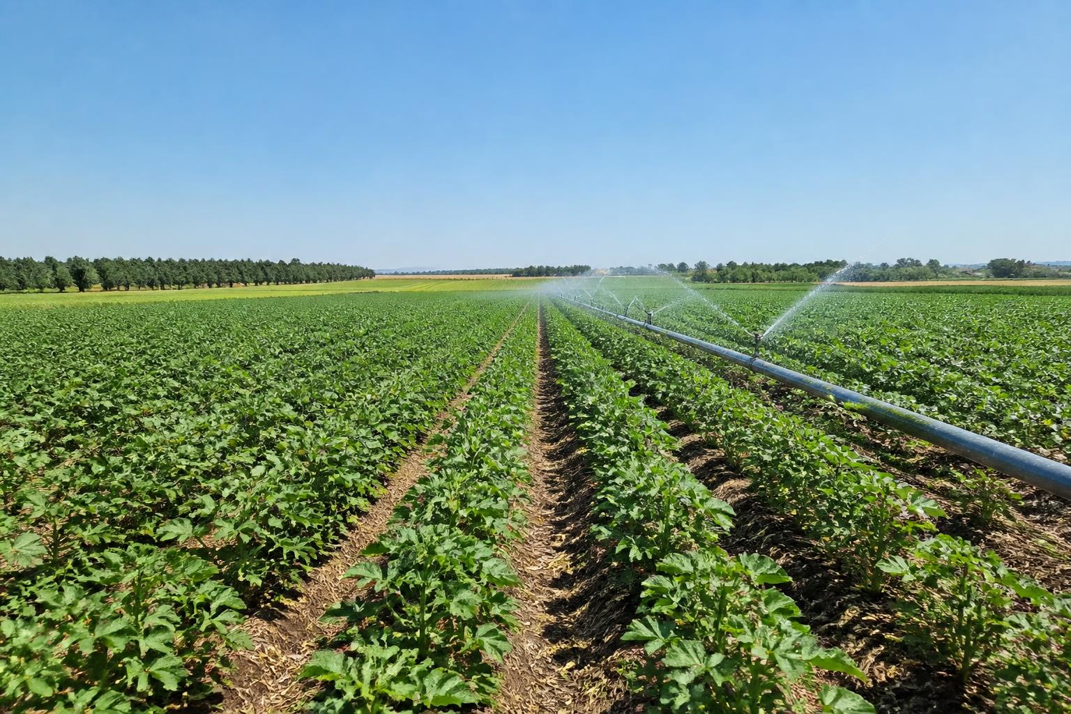 California Farm Input Market: Navigating Margin Pressures and Tightening Regulatory Compliance - AgroPost