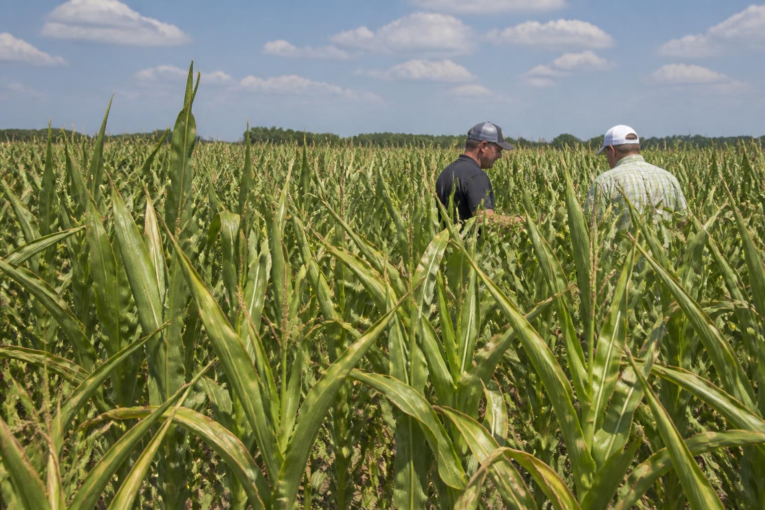 Managing Summer Crop Protection as Alaskan Growing Season Peaks - AgroPost