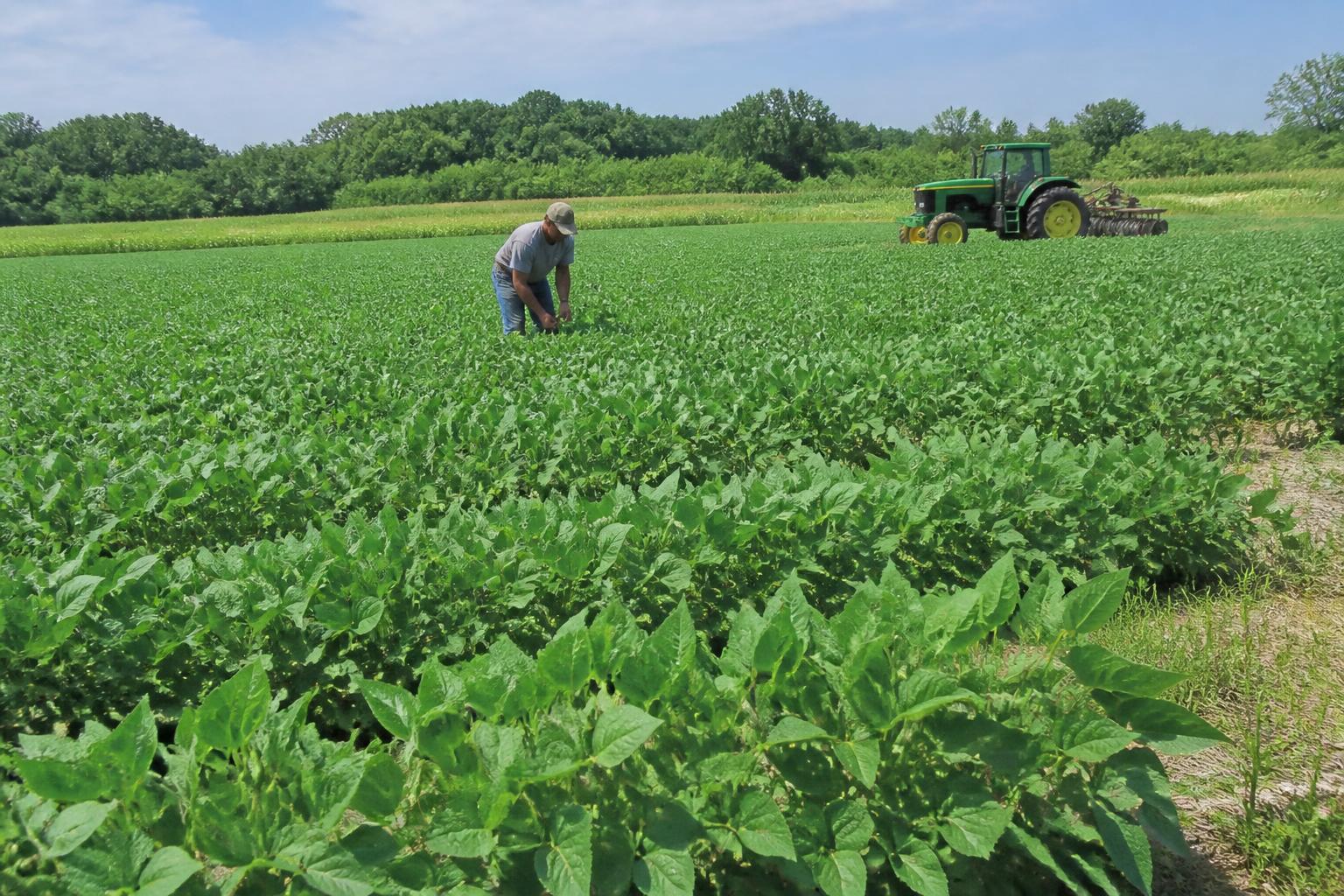 Connecticut Grain Market Brief: July Mid-Season Trends - AgroPost