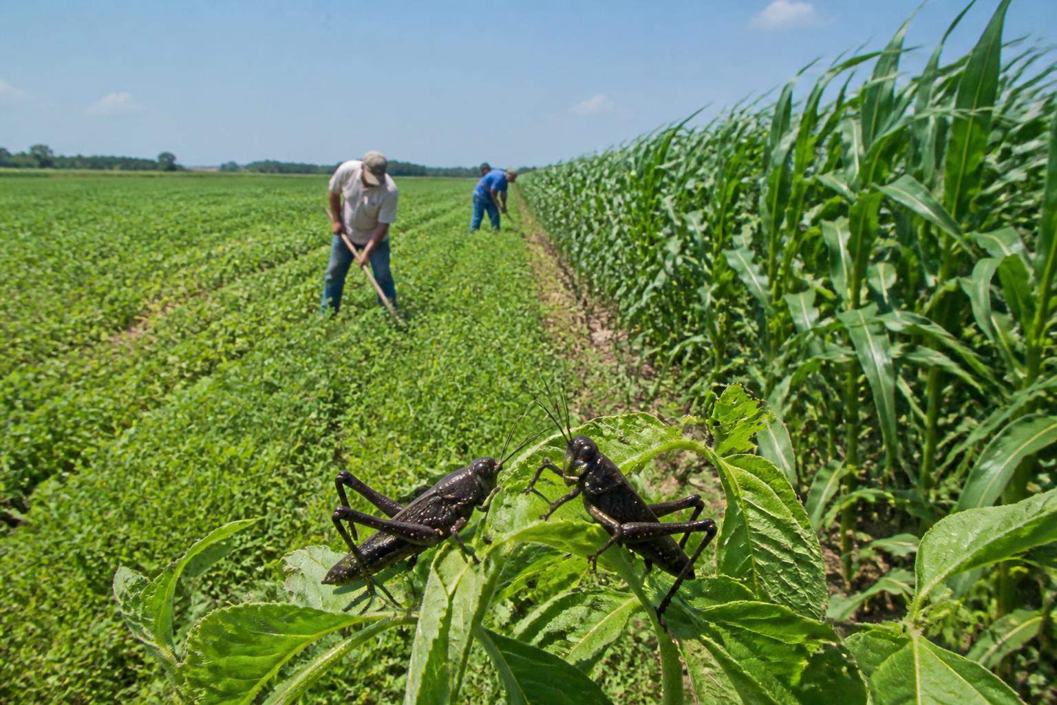 Louisiana Grain Logistics and Market Outlook: Navigating Mid-Summer Divergence - AgroPost