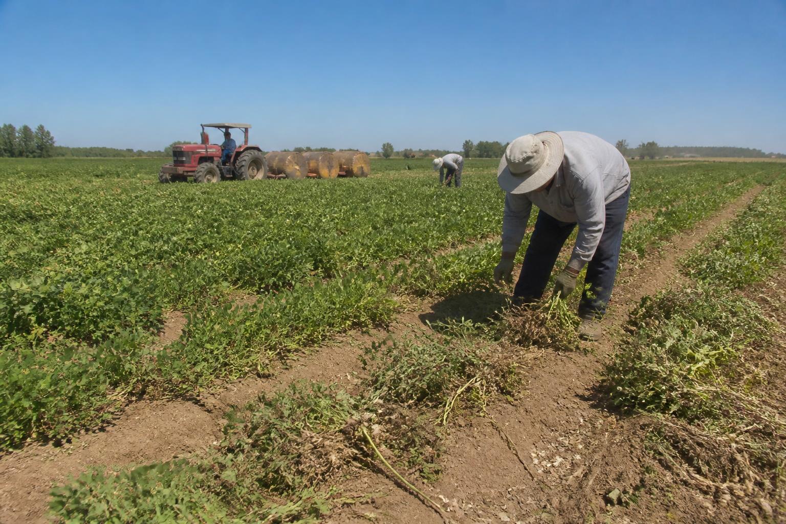 Alabama Ag Watch: Managing Crop Stress Amid Sustained Summer Heat - AgroPost