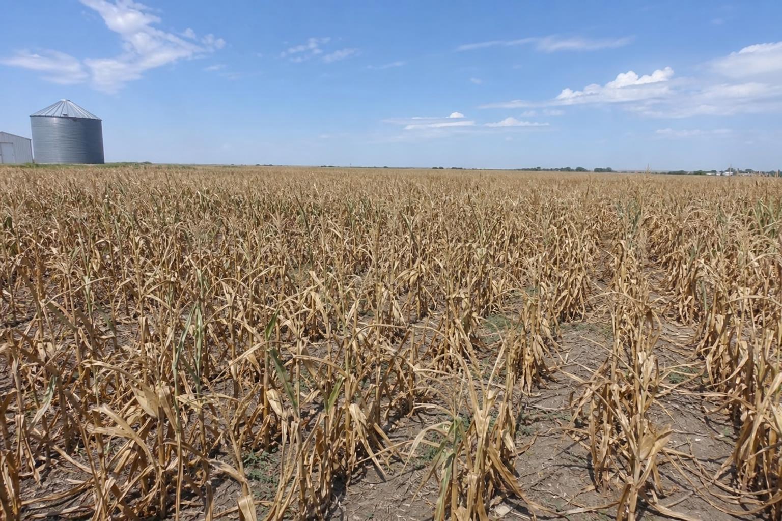 Nebraska's Agricultural Landscape: Navigating Challenges and Opportunities - AgroPost
