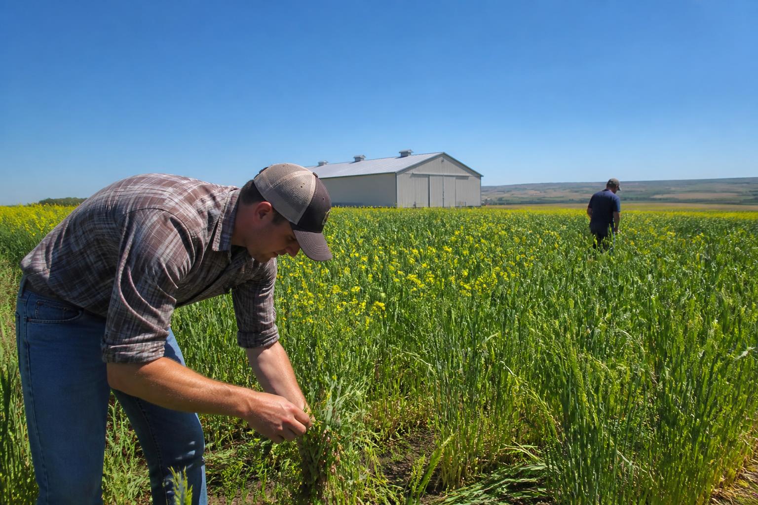 Idaho Grain Infrastructure and Seed Developments Evolving in Eastern Idaho - AgroPost